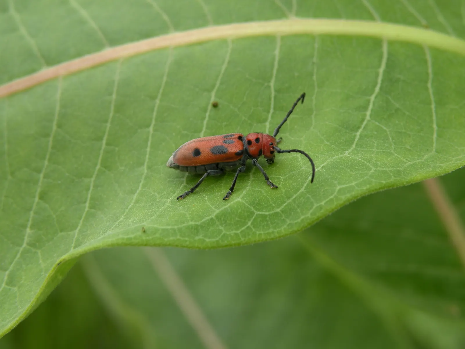 Common Milkweed (Asclepias Syriaca) — Each cluster measures about 2 to 4 inches across; as a low-maintenance addition, image 75