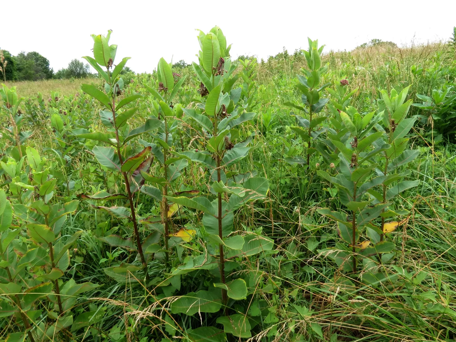 Common Milkweed (Asclepias Syriaca) — the plant produces distinctive spindle-shaped seed pods, image 109
