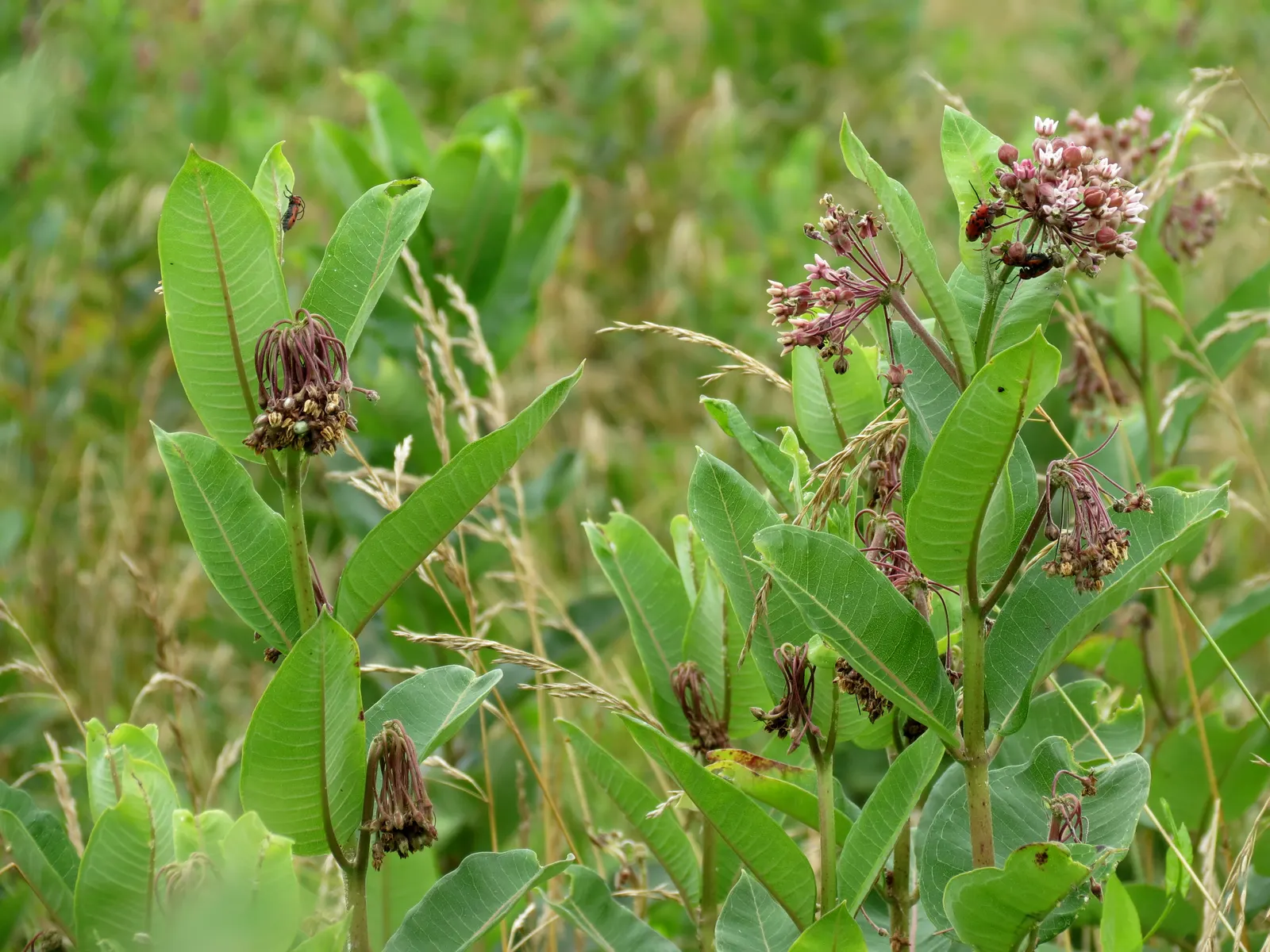 Common Milkweed (Asclepias Syriaca) — and it can tolerate poor soil conditions; it requires little care beyond initial establishment, image 115