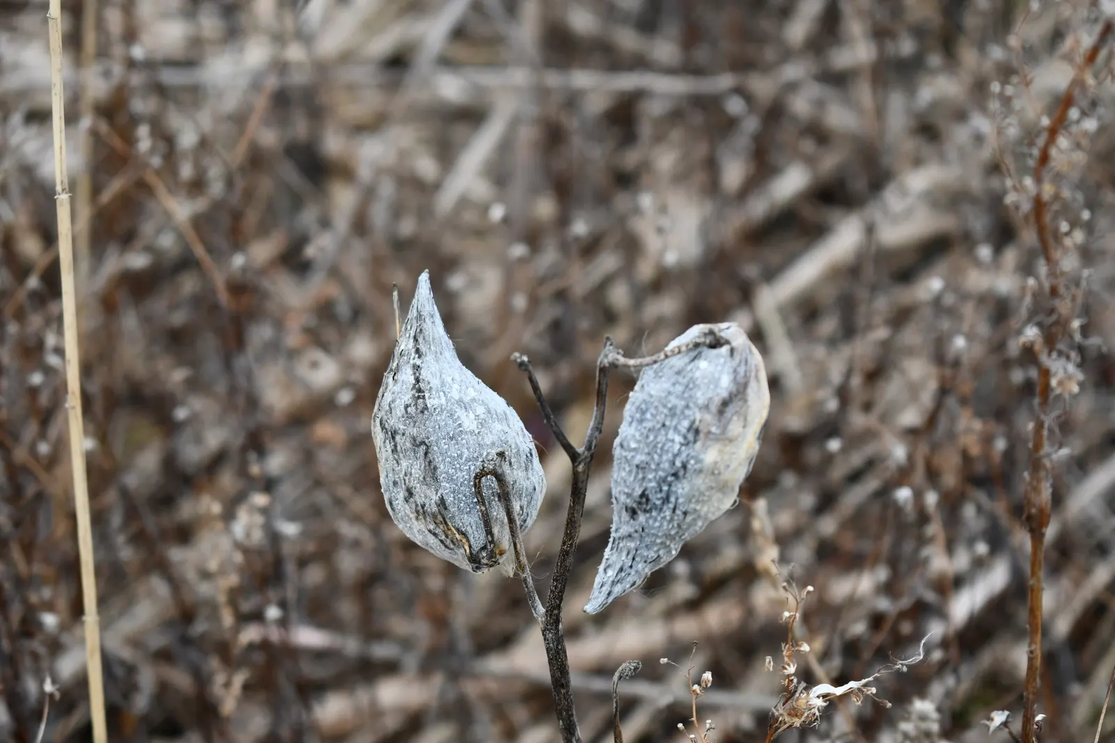 Common Milkweed (Asclepias Syriaca) — Each cluster measures about 2 to 4 inches across; as a low-maintenance addition