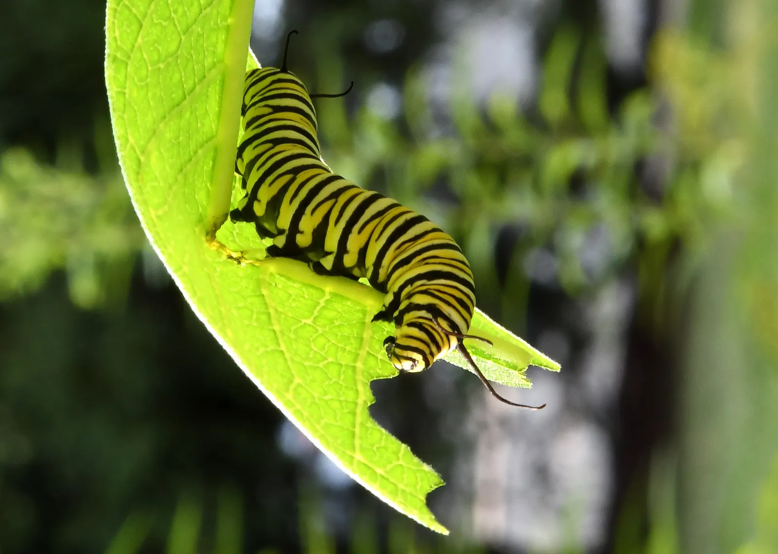 Common Milkweed (Asclepias Syriaca) — Spreads vigorously by rhizomes, milkweed is ideal for wildflower gardens and naturalized areas; is a robust, image 68