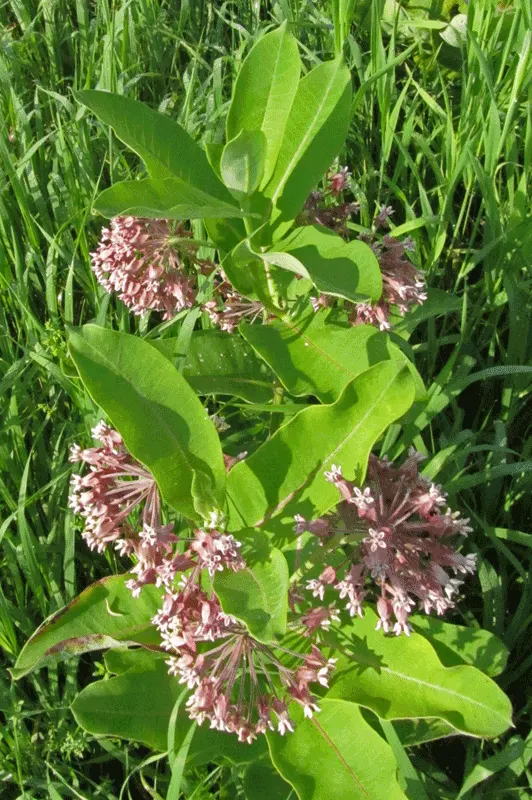 Common Milkweed (Asclepias Syriaca) — providing visual interest and a sweet scent that attracts a variety of pollinators; oblong leaves and fragrant, image 76