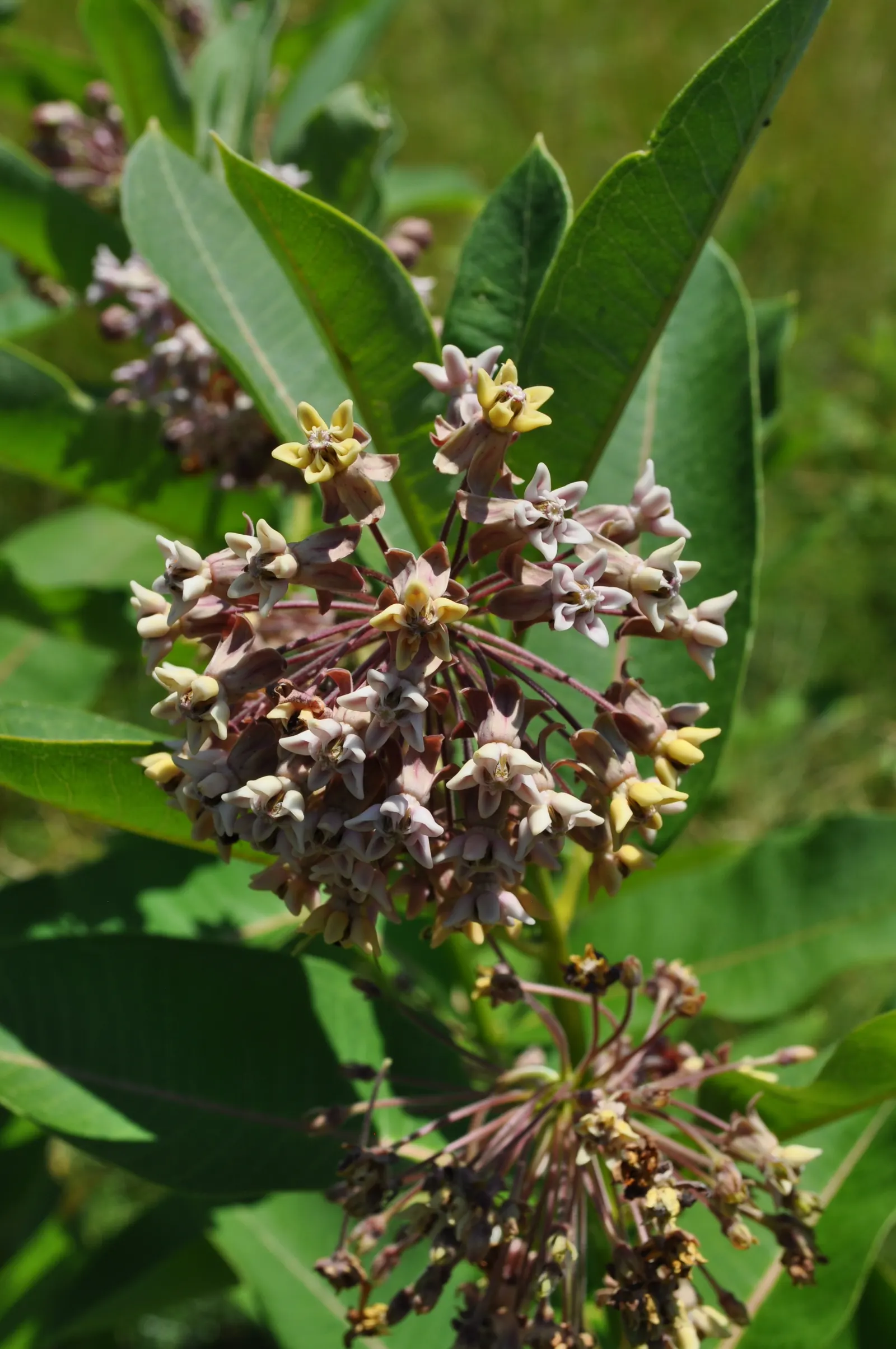 Common Milkweed (Asclepias Syriaca) — extensive root systems that make it drought-resistant and hardy.<br><br>Recognizable by its thick; it's crucial for