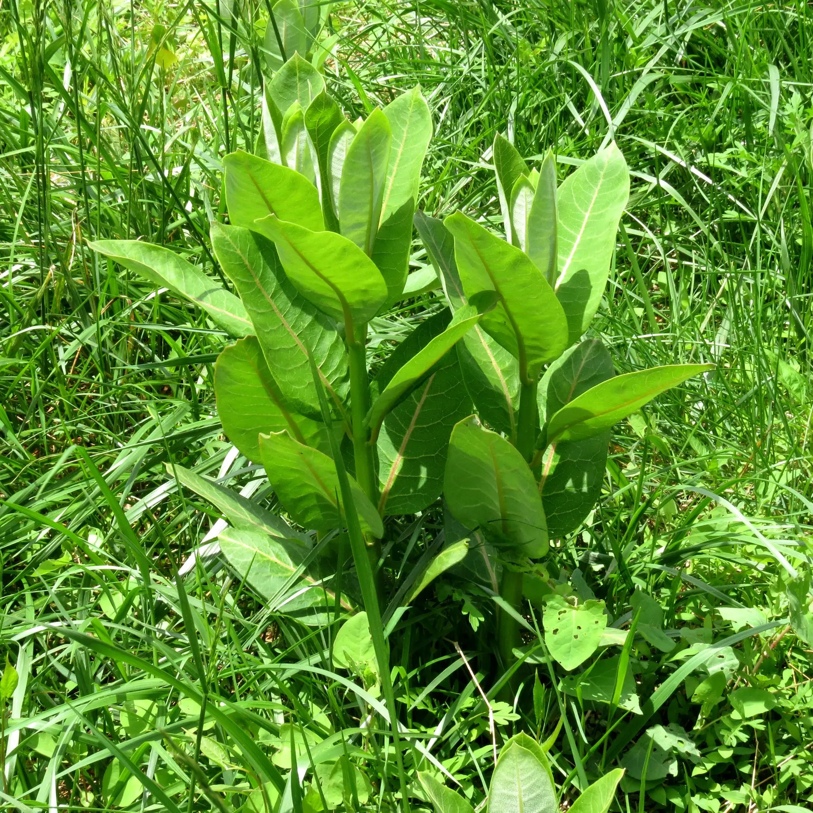 Common Milkweed (Asclepias Syriaca) — scientifically known as Asclepias syriaca; including the iconic monarch butterfly.<br><br>After flowering, image 100