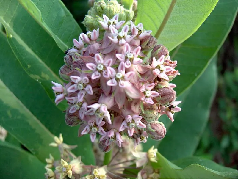 Common Milkweed (Asclepias Syriaca) — the milkweed boasts a unique grayish-green foliage; from June to August, the plant exhibits fragrant, image 104