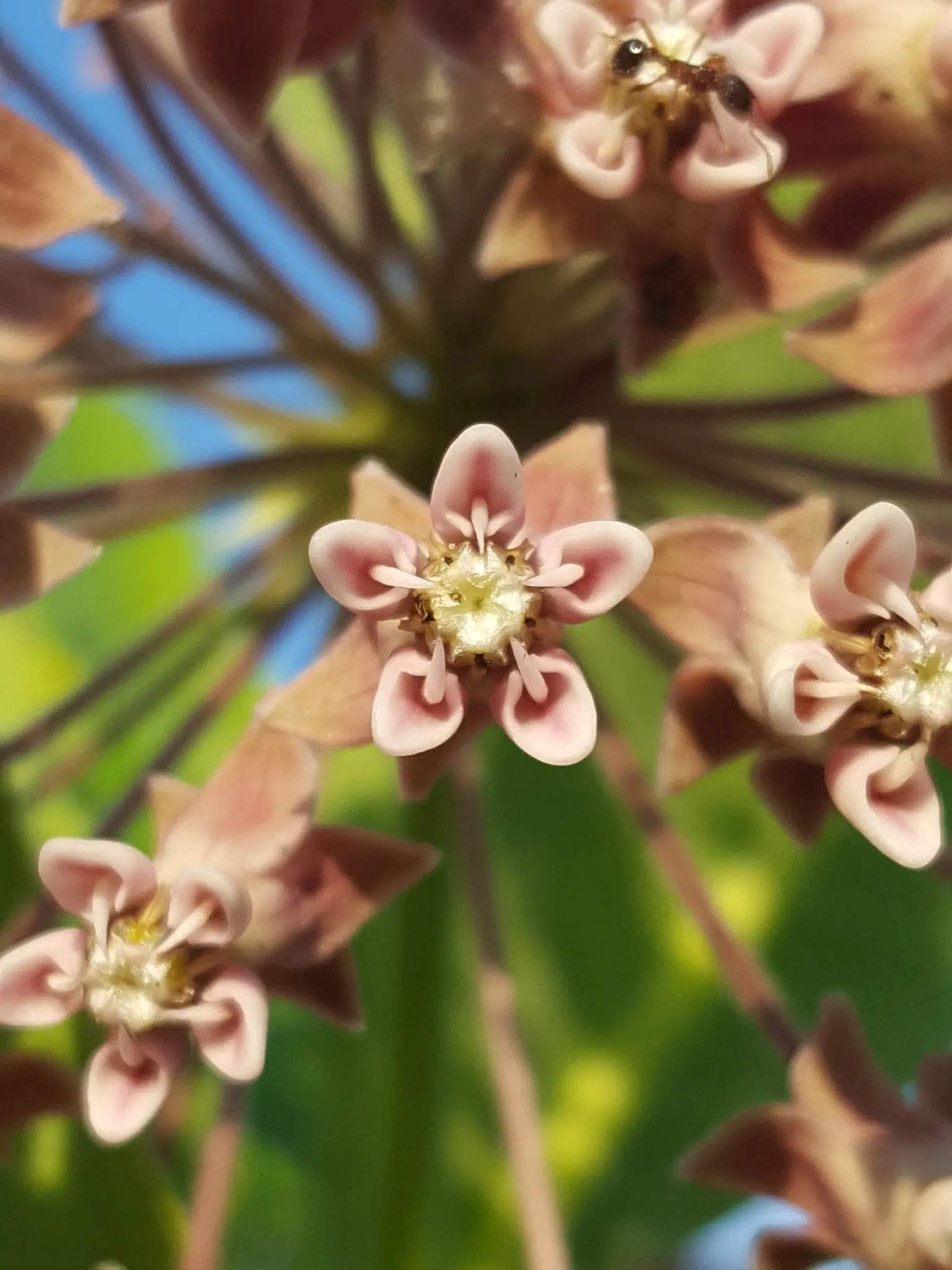 Common Milkweed (Asclepias Syriaca) — When these pods mature and split open in the fall