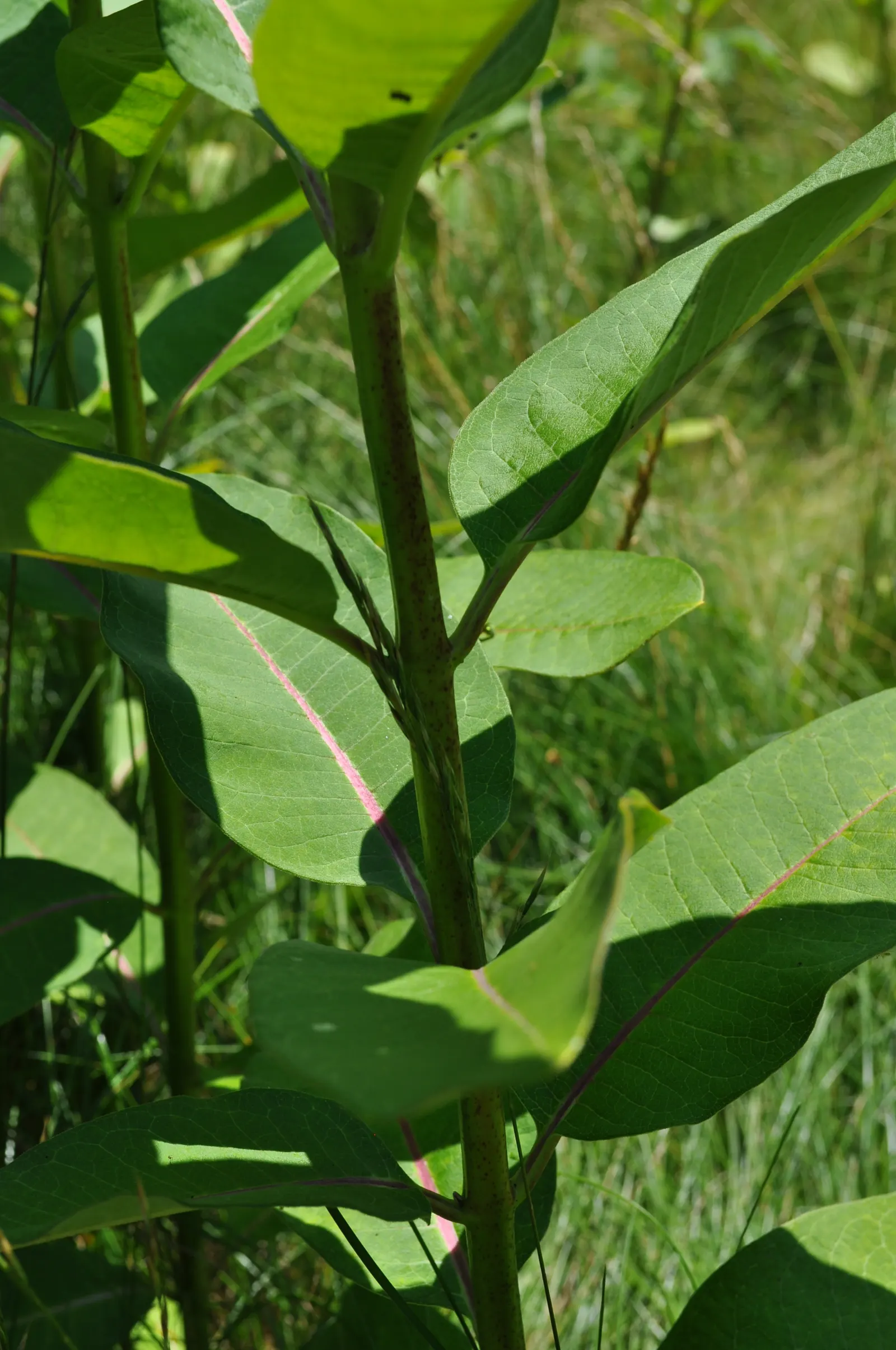 Common Milkweed (Asclepias Syriaca) — is a robust perennial native to the eastern United States and well-adapted to a myriad of landscapes