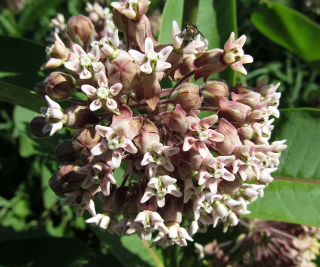 Common Milkweed (Asclepias Syriaca) — it is important to note that Common Milkweed thrives in full sun and well-drained soil