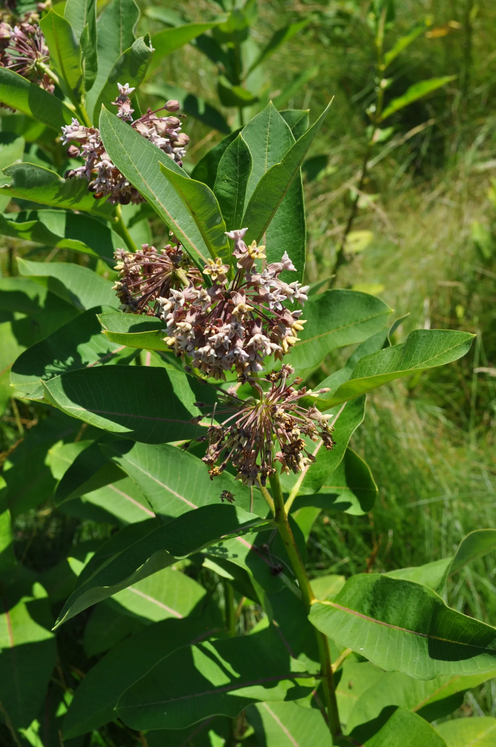 Common Milkweed (Asclepias Syriaca) — providing visual interest and a sweet scent that attracts a variety of pollinators; oblong leaves and fragrant