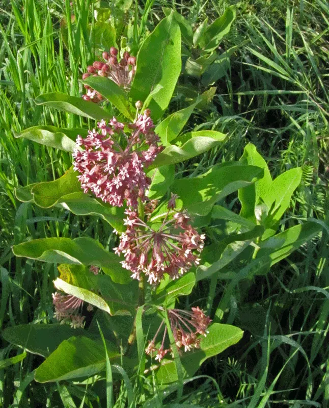 Common Milkweed (Asclepias Syriaca) — scientifically known as Asclepias syriaca