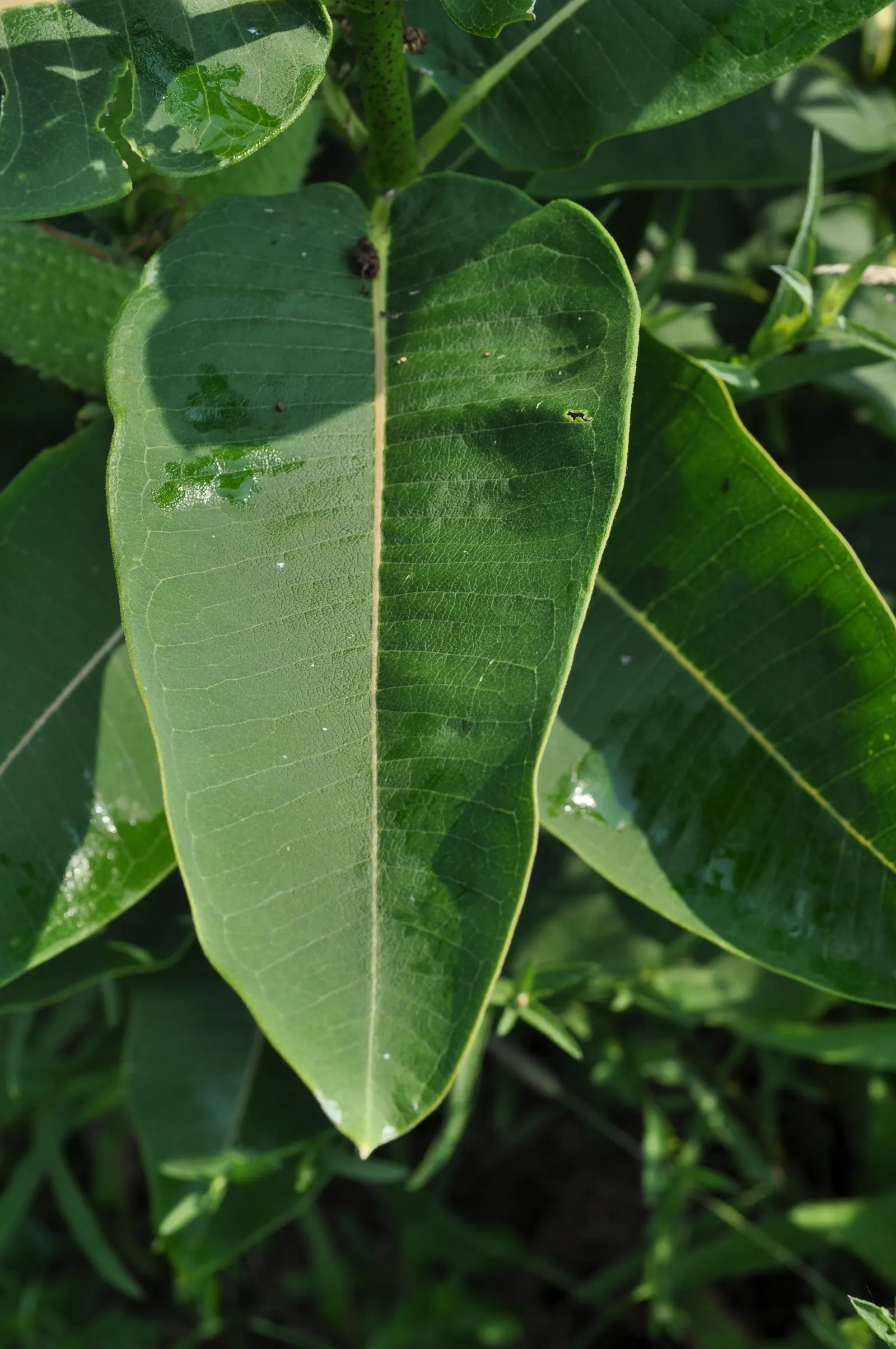 Common Milkweed (Asclepias Syriaca) — making it a valuable plant for those looking to create a sustainable and vibrant landscape