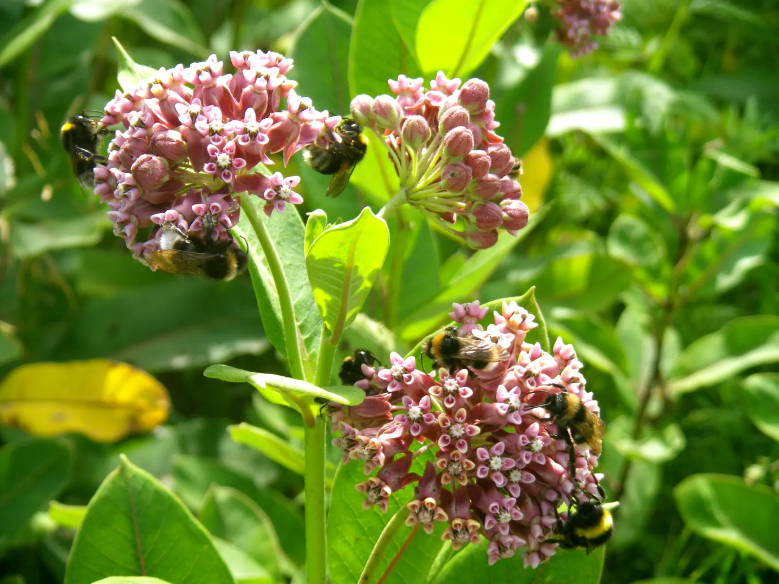 Common Milkweed (Asclepias Syriaca) — succulent with multi-colored and pink and white blooms