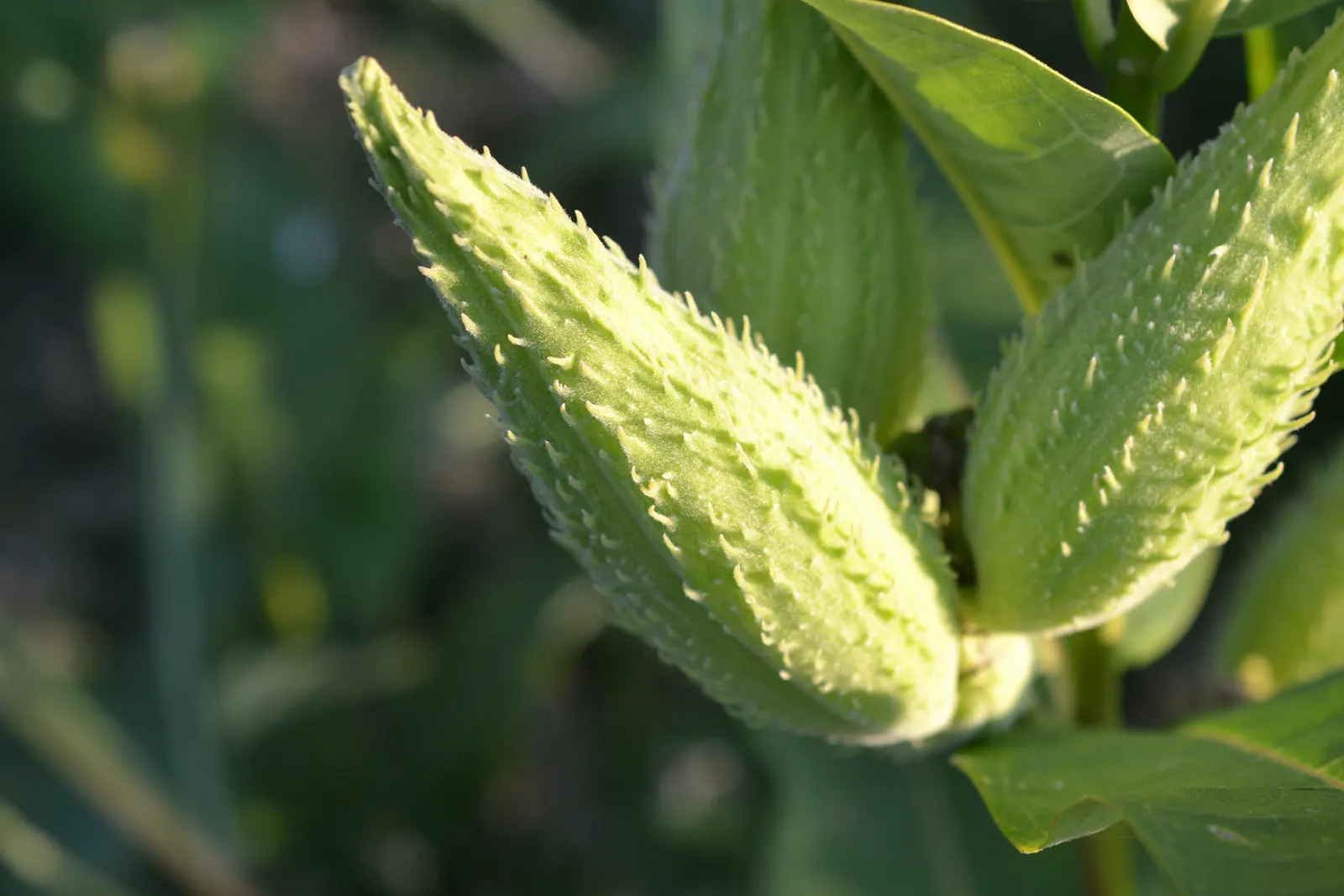 Common Milkweed (Asclepias Syriaca) — making it a valuable plant for those looking to create a sustainable and vibrant landscape; scientifically known as