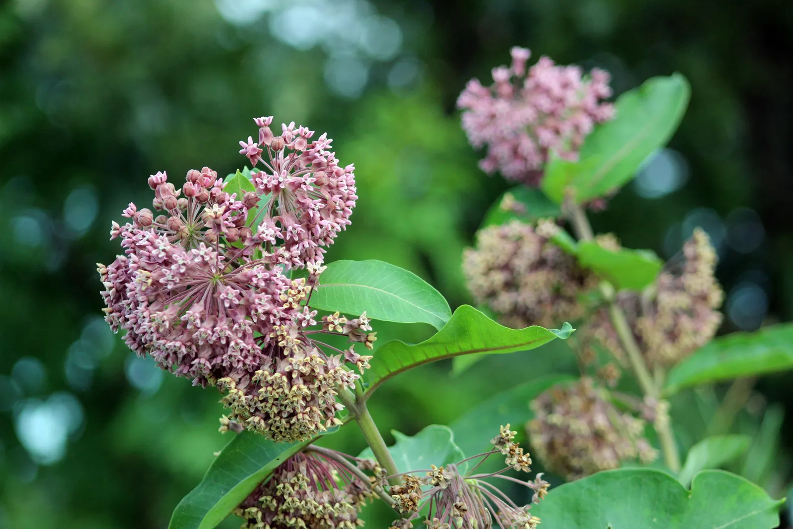 Common Milkweed (Asclepias Syriaca) — the milkweed boasts a unique grayish-green foliage