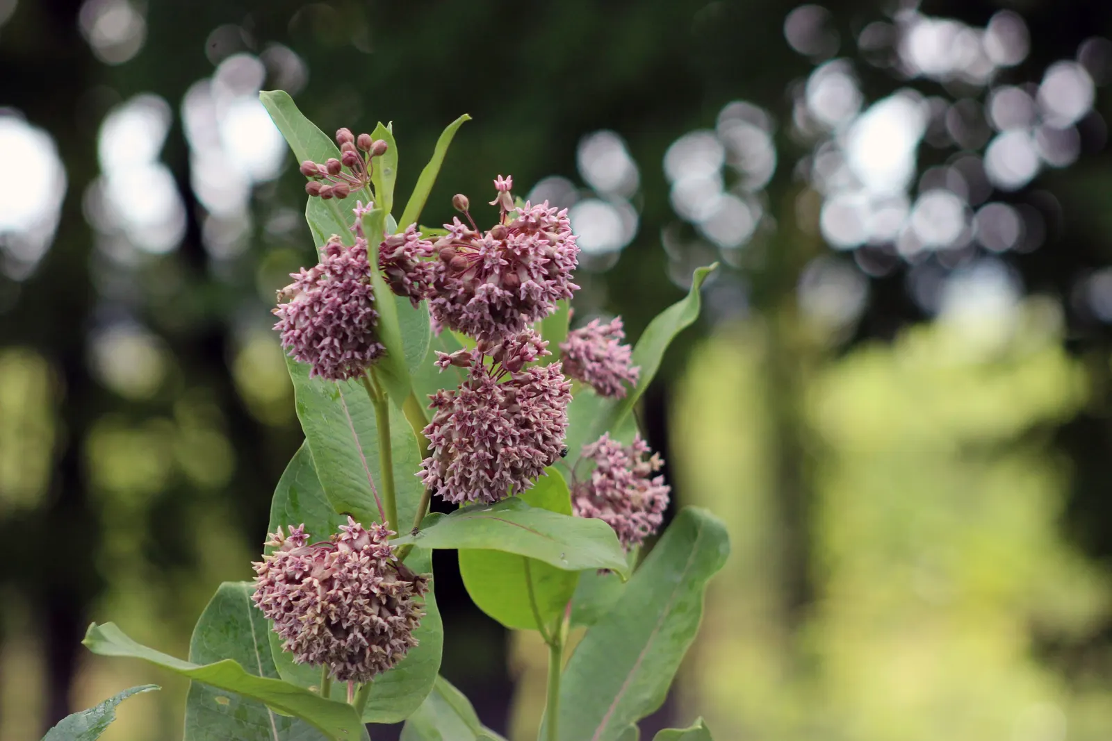 Common Milkweed (Asclepias Syriaca) — multi-colored and pink and white flowers in the garden; providing visual interest and a sweet scent that, image 91