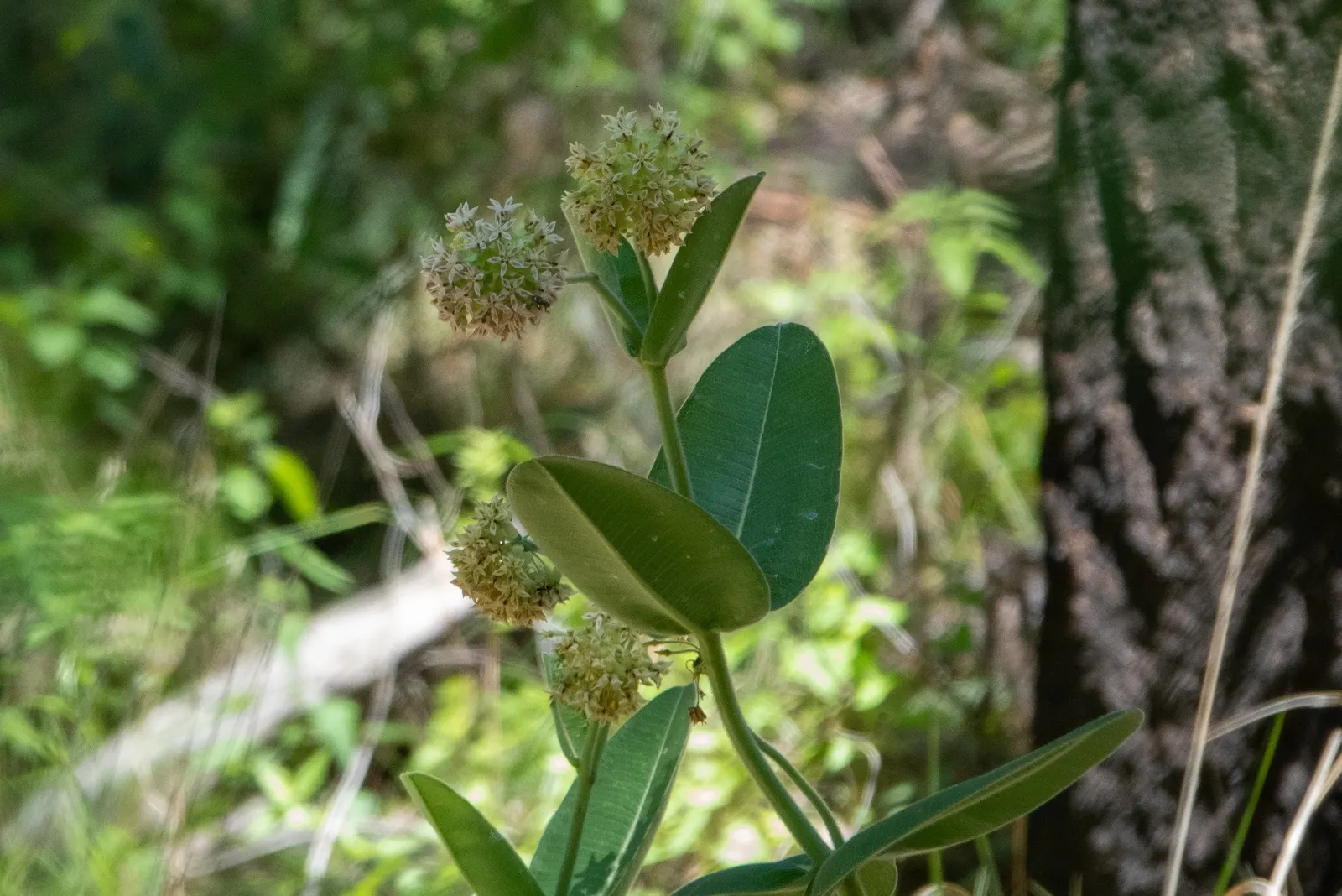 Common Milkweed (Asclepias Syriaca) — It's crucial for Monarch butterflies, serving as a host for larvae; common Milkweed (Asclepias syriaca), a, image 98