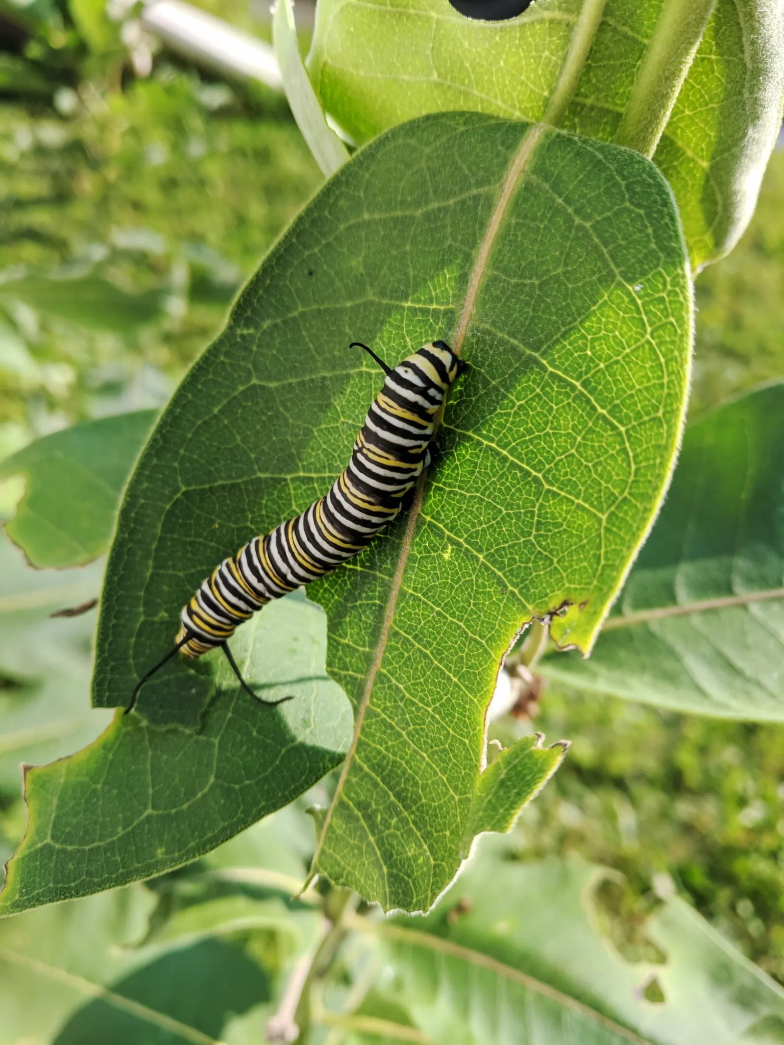 Common Milkweed (Asclepias Syriaca) — It's a fitting choice for naturalized areas, wildflower meadows, or butterfly gardens; spherical clusters of pink-purple