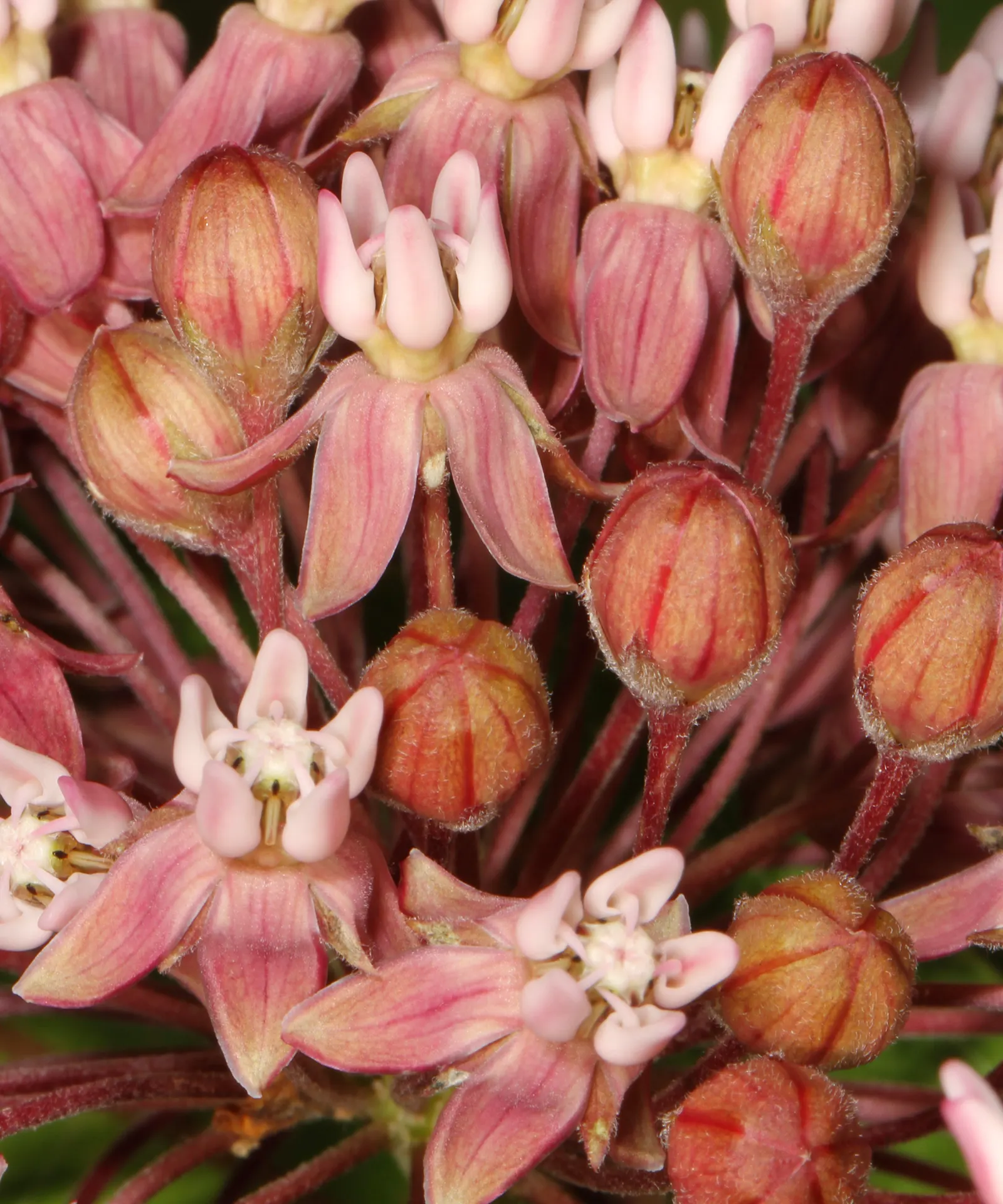 Common Milkweed (Asclepias Syriaca) — making it a valuable plant for those looking to create a sustainable and vibrant landscape; scientifically, image 90