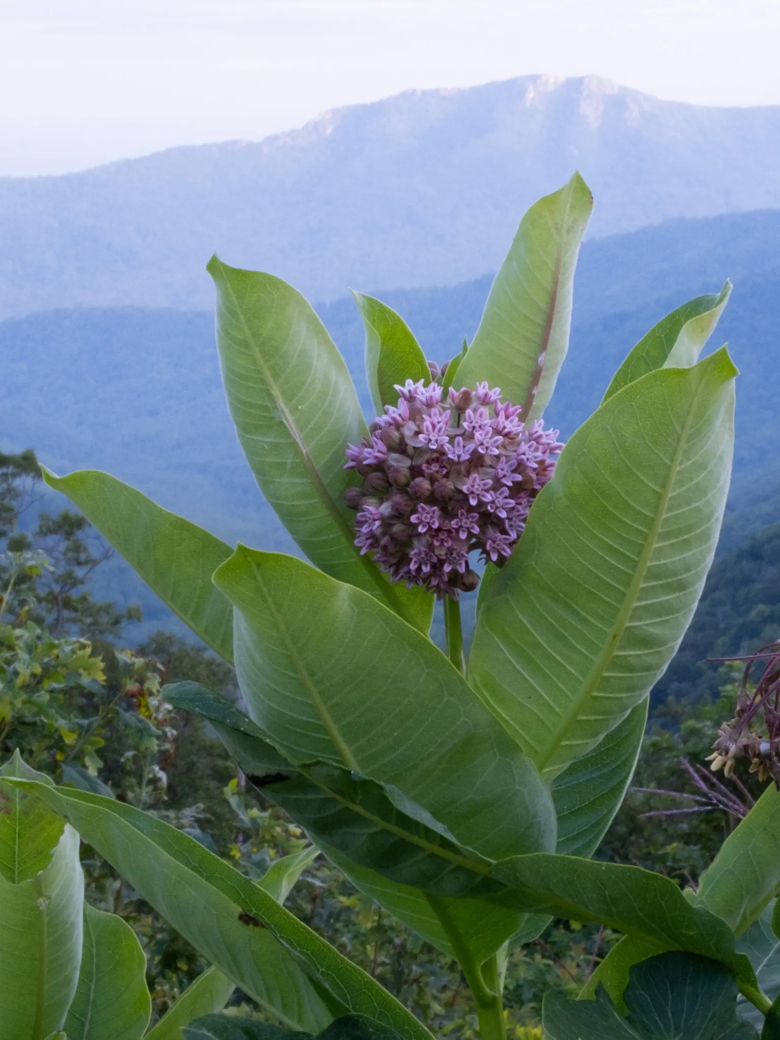 Common Milkweed (Asclepias Syriaca) — It's a fitting choice for naturalized areas, wildflower meadows, or butterfly gardens; spherical clusters of, image 116