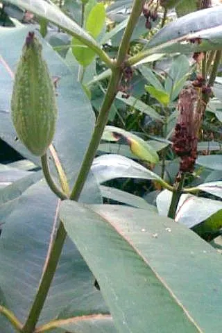 Common Milkweed (Asclepias Syriaca) — is a robust perennial native to the eastern United States and well-adapted to a myriad of landscapes; and it can tolerate