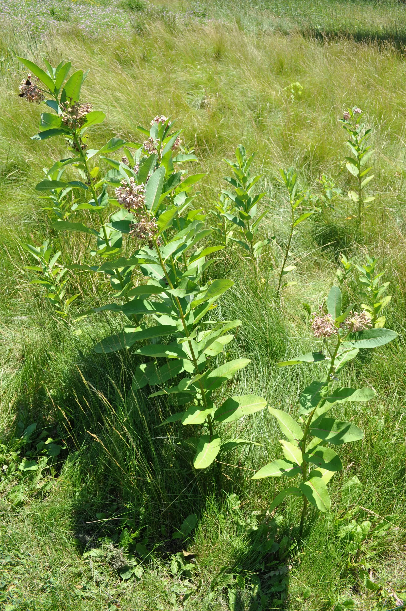 Common Milkweed (Asclepias Syriaca) — they reveal seeds attached to silky strands