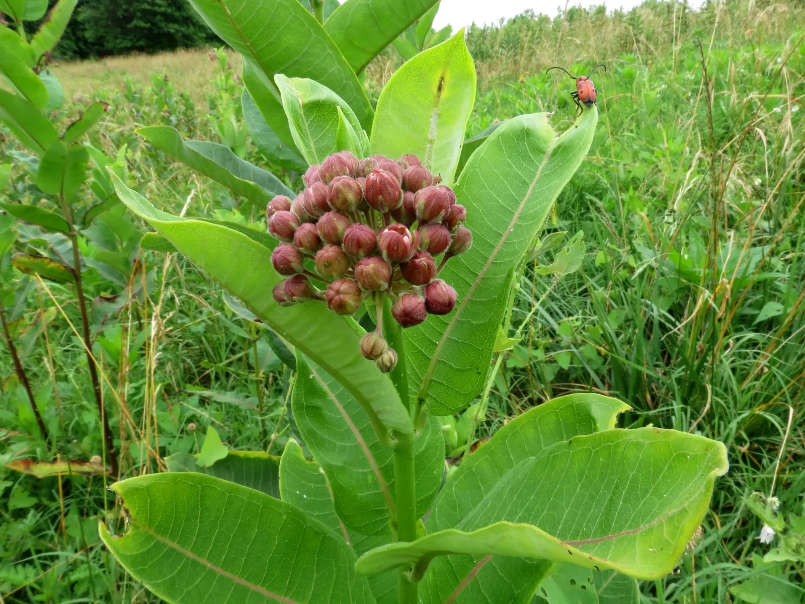 Common Milkweed (Asclepias Syriaca) — Each cluster measures about 2 to 4 inches across; as a low-maintenance addition, image 106