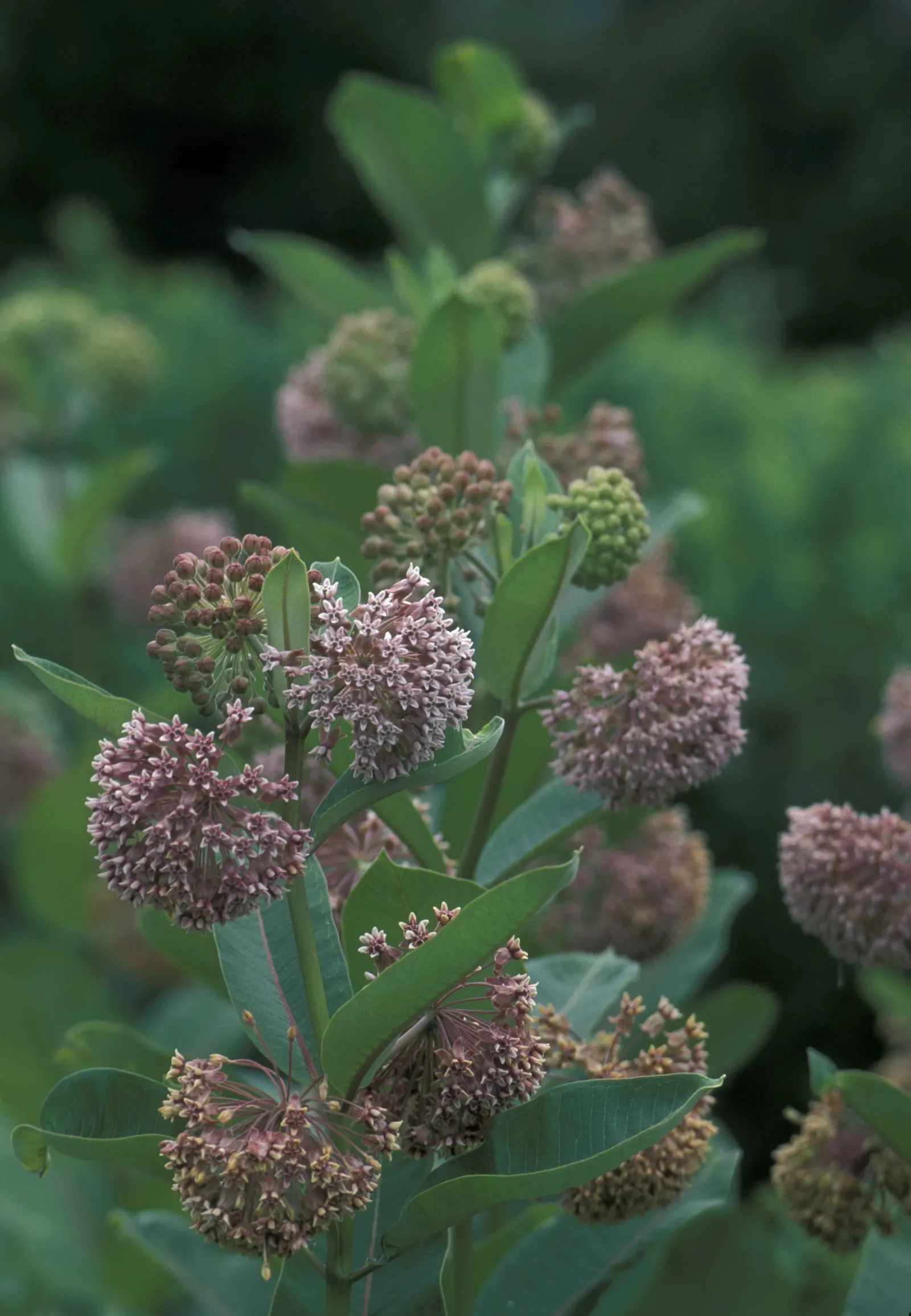 Common Milkweed (Asclepias Syriaca) — succulent with multi-colored and pink and white blooms; it is important to note that Common Milkweed thrives in full sun