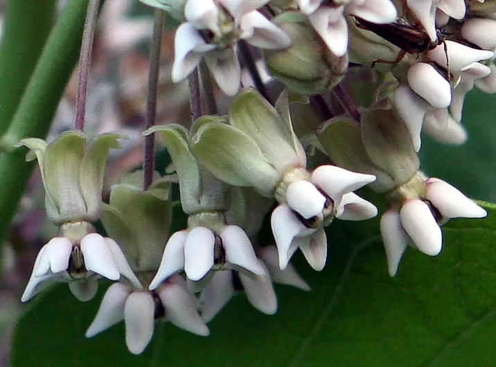 Common Milkweed (Asclepias Syriaca) — Common Milkweed (Asclepias syriaca), a robust perennial, thrives up to 6 ft tall in full sun; this US native prefers