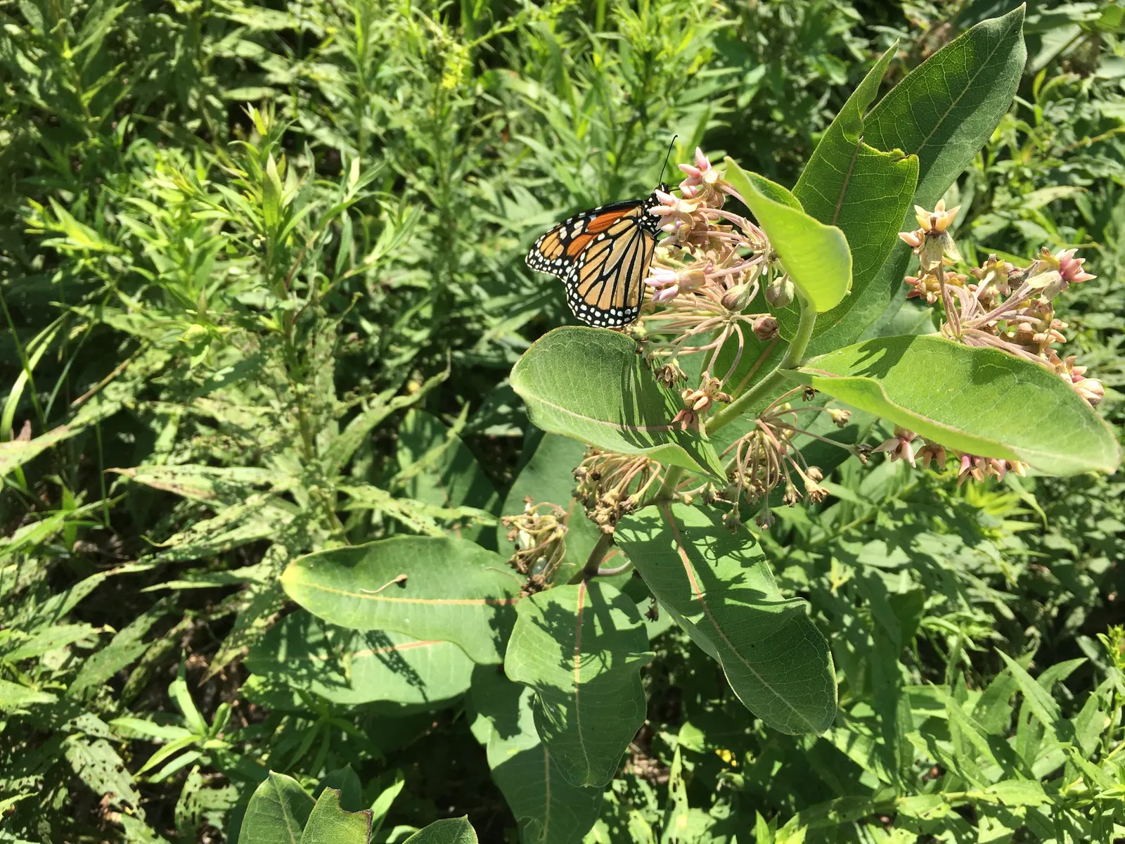 Common Milkweed (Asclepias Syriaca) — it requires little care beyond initial establishment; succulent for full