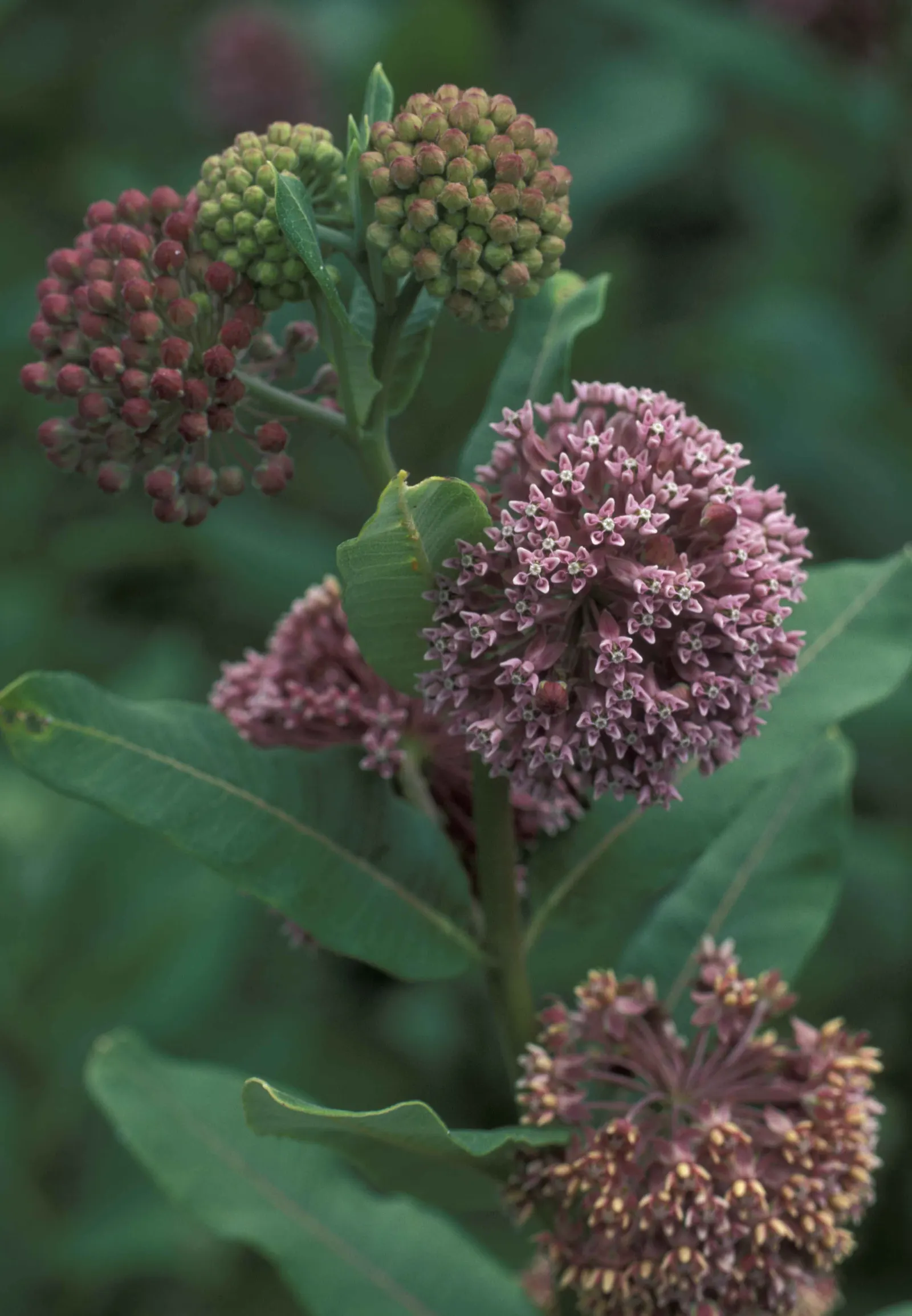 Common Milkweed (Asclepias Syriaca) — This plant typically grows to heights ranging from 2 to 6 feet and spreads approximately 2 to 3 feet wide