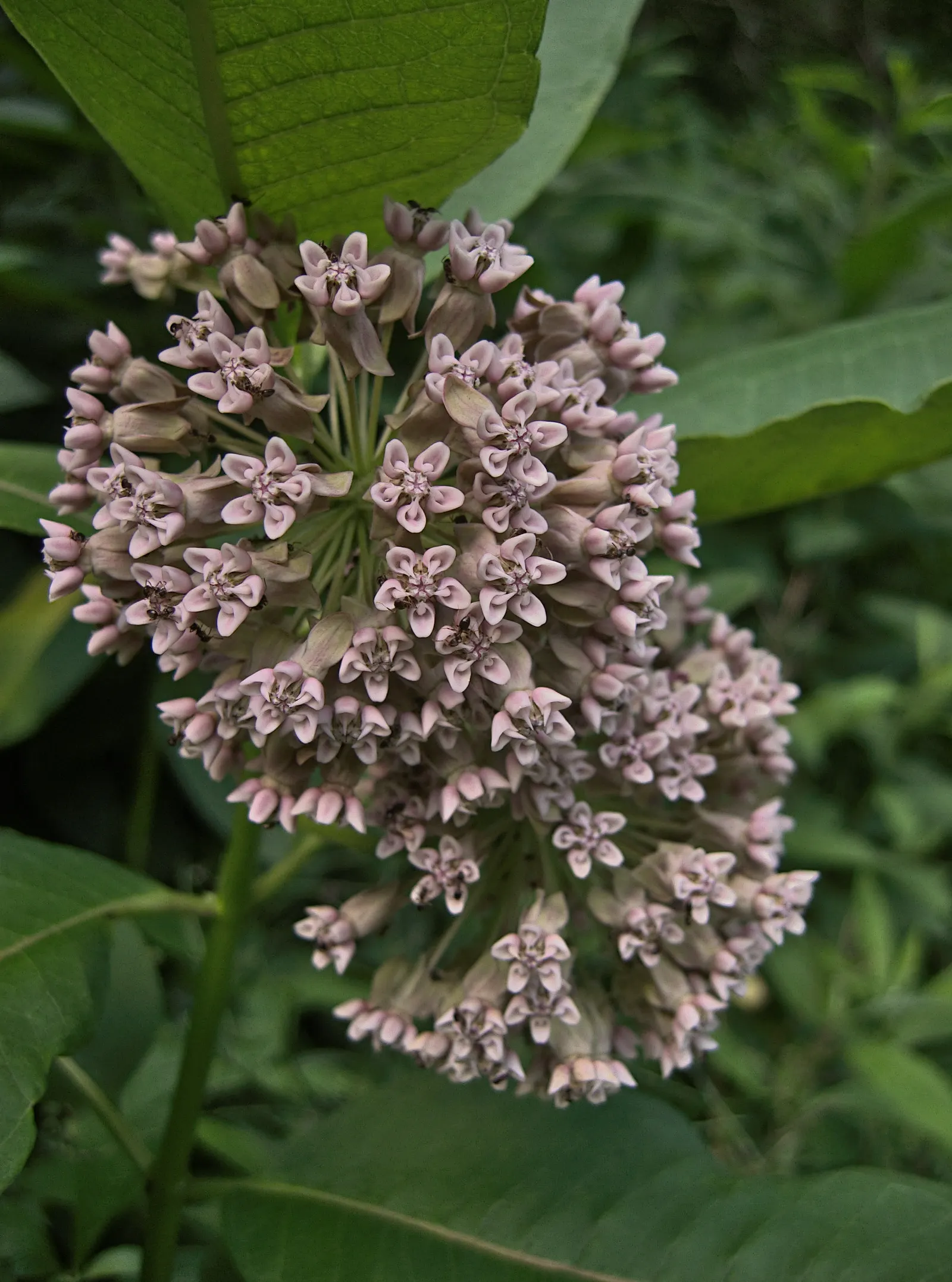 Common Milkweed (Asclepias Syriaca) — It's a fitting choice for naturalized areas, wildflower meadows, or butterfly gardens