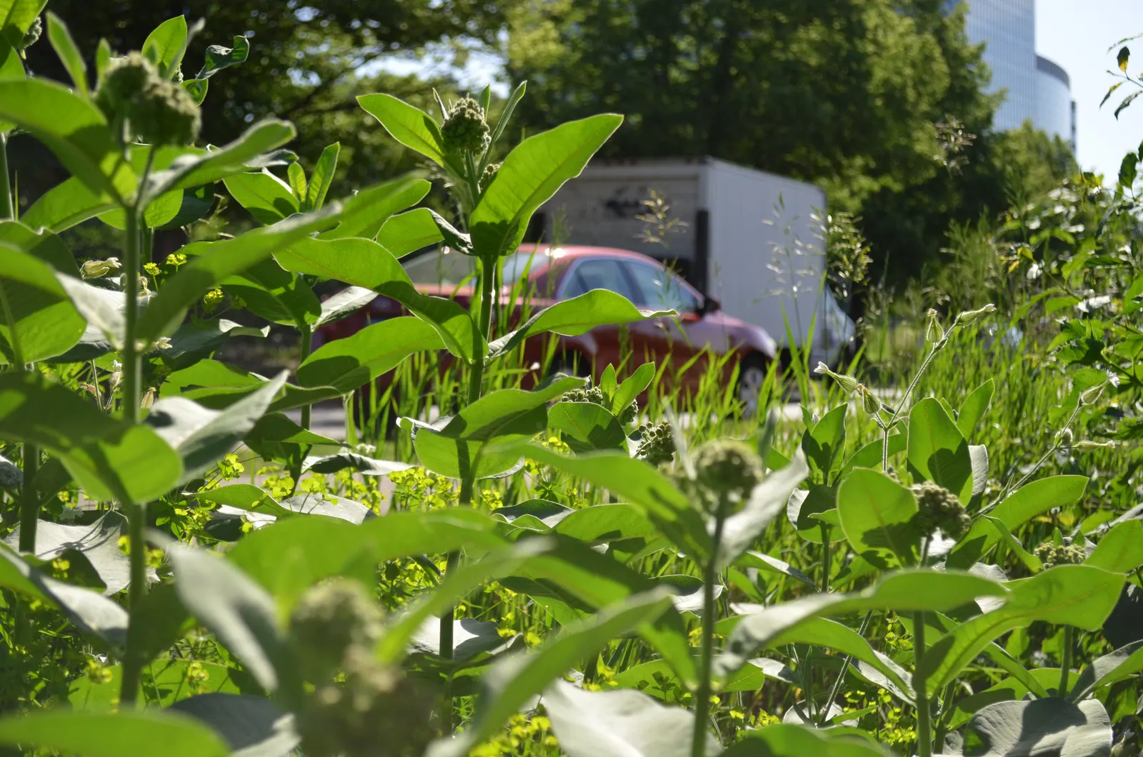 Common Milkweed (Asclepias Syriaca) — while the sap contains toxins and can be irritating to the skin; extensive root systems that make it, image 117