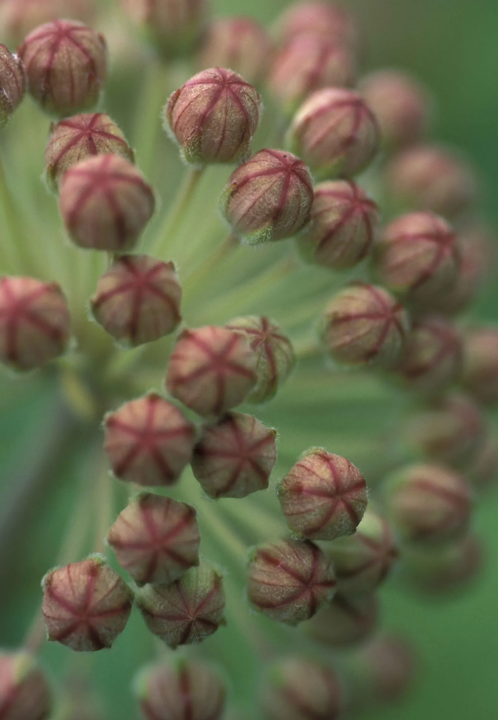 Common Milkweed (Asclepias Syriaca) — From June to August, the plant exhibits fragrant, spherical clusters of pale pink to mauve flowers; they, image 74