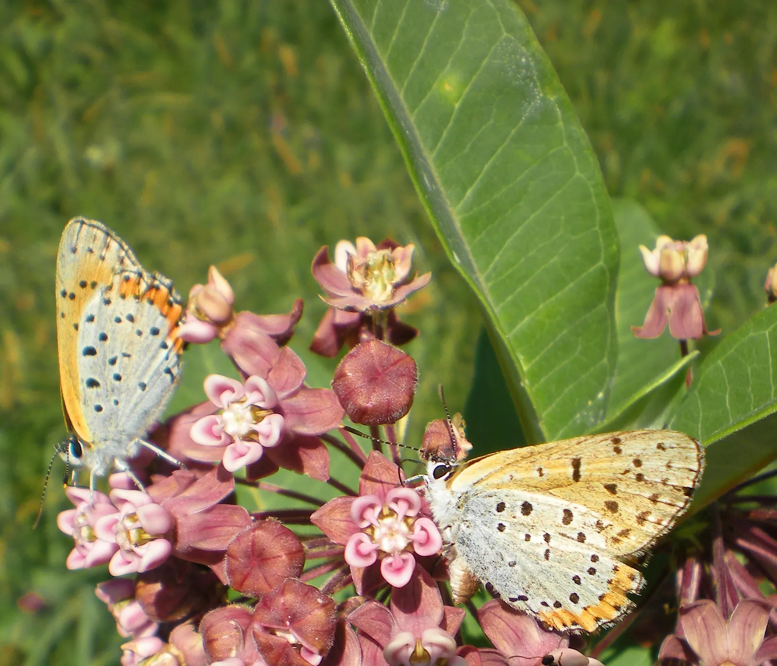 Common Milkweed (Asclepias Syriaca) — it is important to note that Common Milkweed thrives in full sun and well-drained soil; ready for wind
