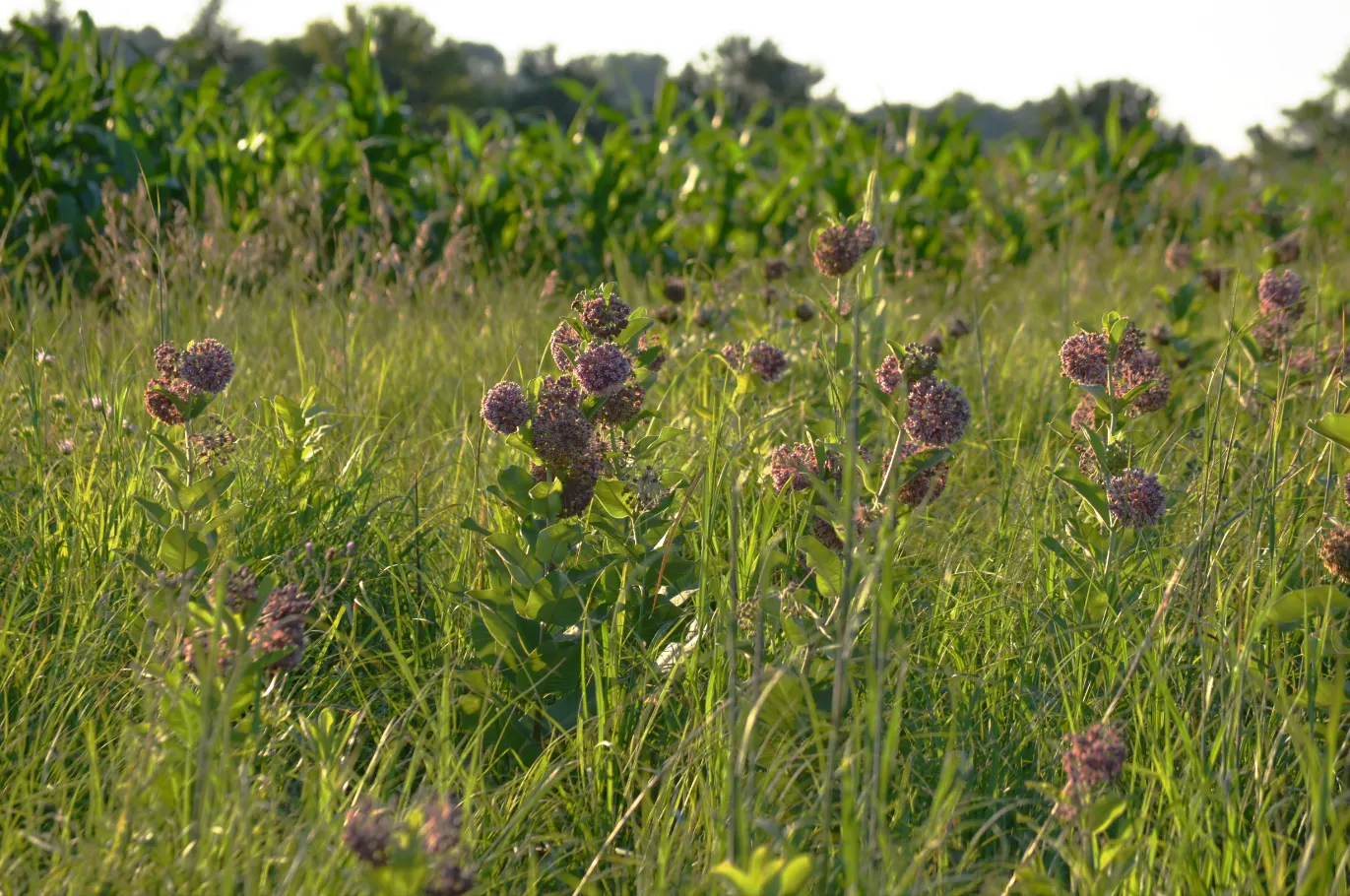 Common Milkweed (Asclepias Syriaca) — extensive root systems that make it drought-resistant and hardy.<br><br>Recognizable by its thick; it's, image 72