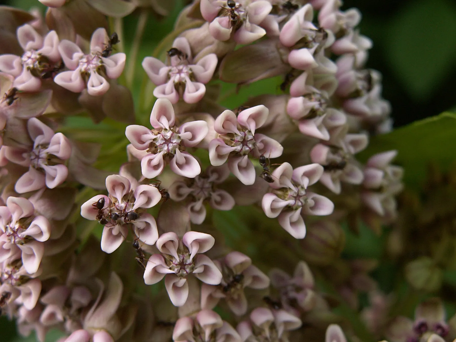 Common Milkweed (Asclepias Syriaca) — it requires little care beyond initial establishment; succulent for full, image 120