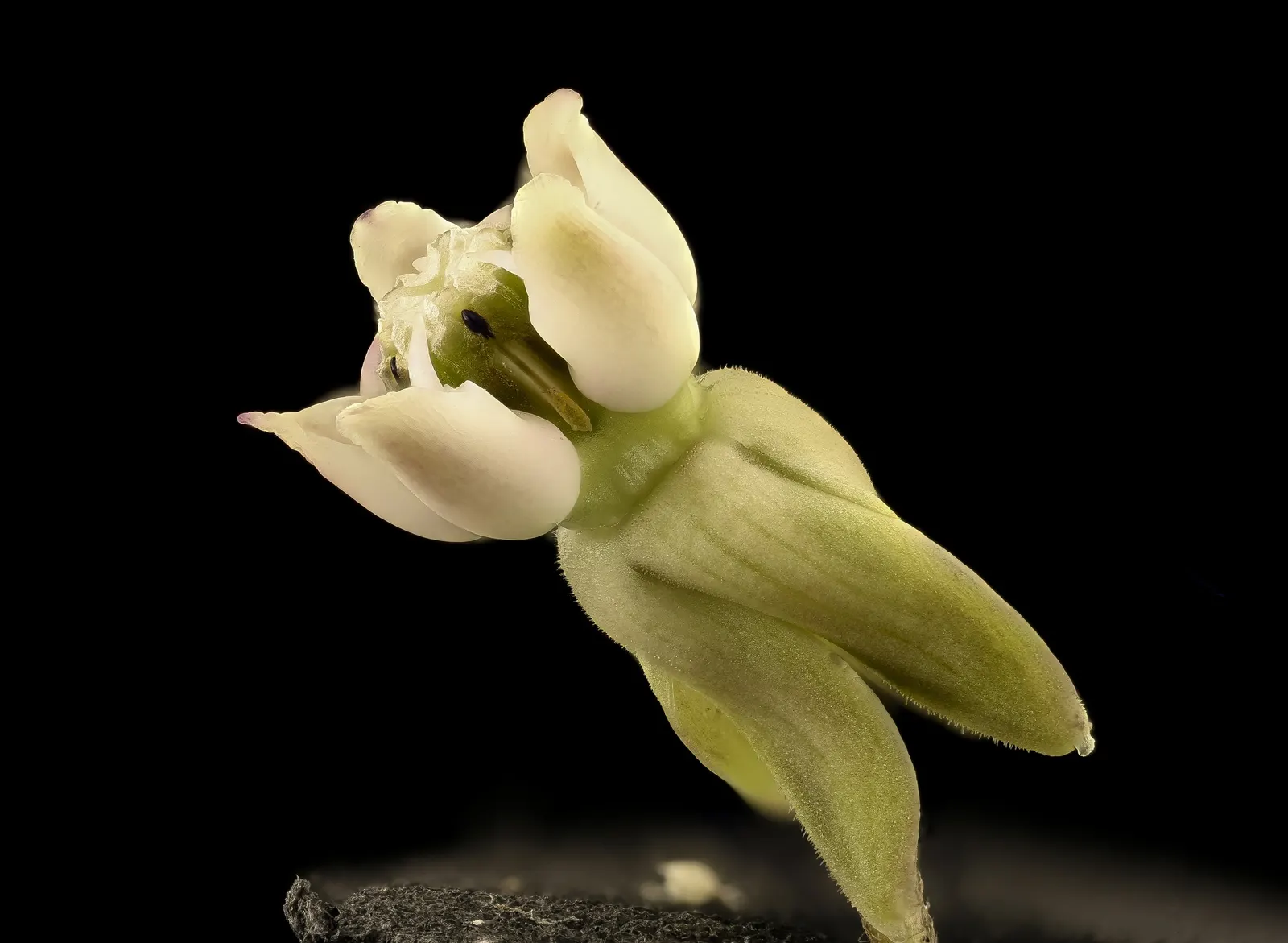 Common Milkweed (Asclepias Syriaca) — and it can tolerate poor soil conditions; it requires little care beyond initial establishment, image 84