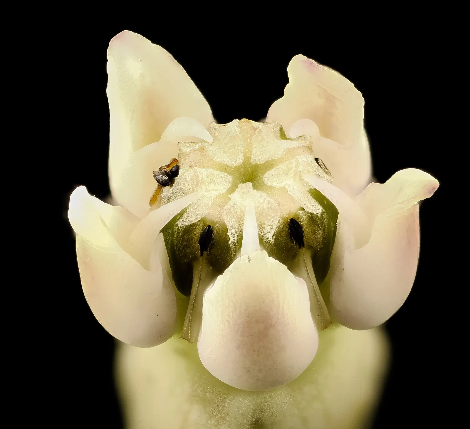 Common Milkweed (Asclepias Syriaca) — it requires little care beyond initial establishment; succulent for full, image 89