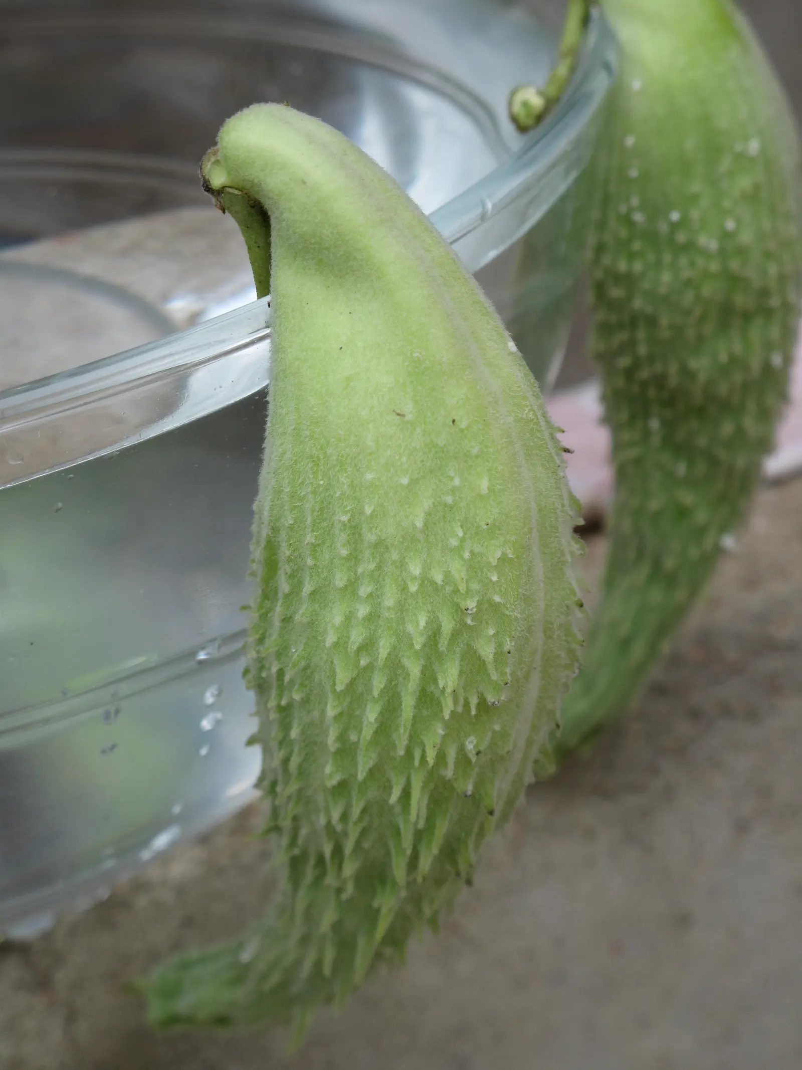 Common Milkweed (Asclepias Syriaca) — When these pods mature and split open in the fall; succulent with multi-colored and pink and white blooms, image 111