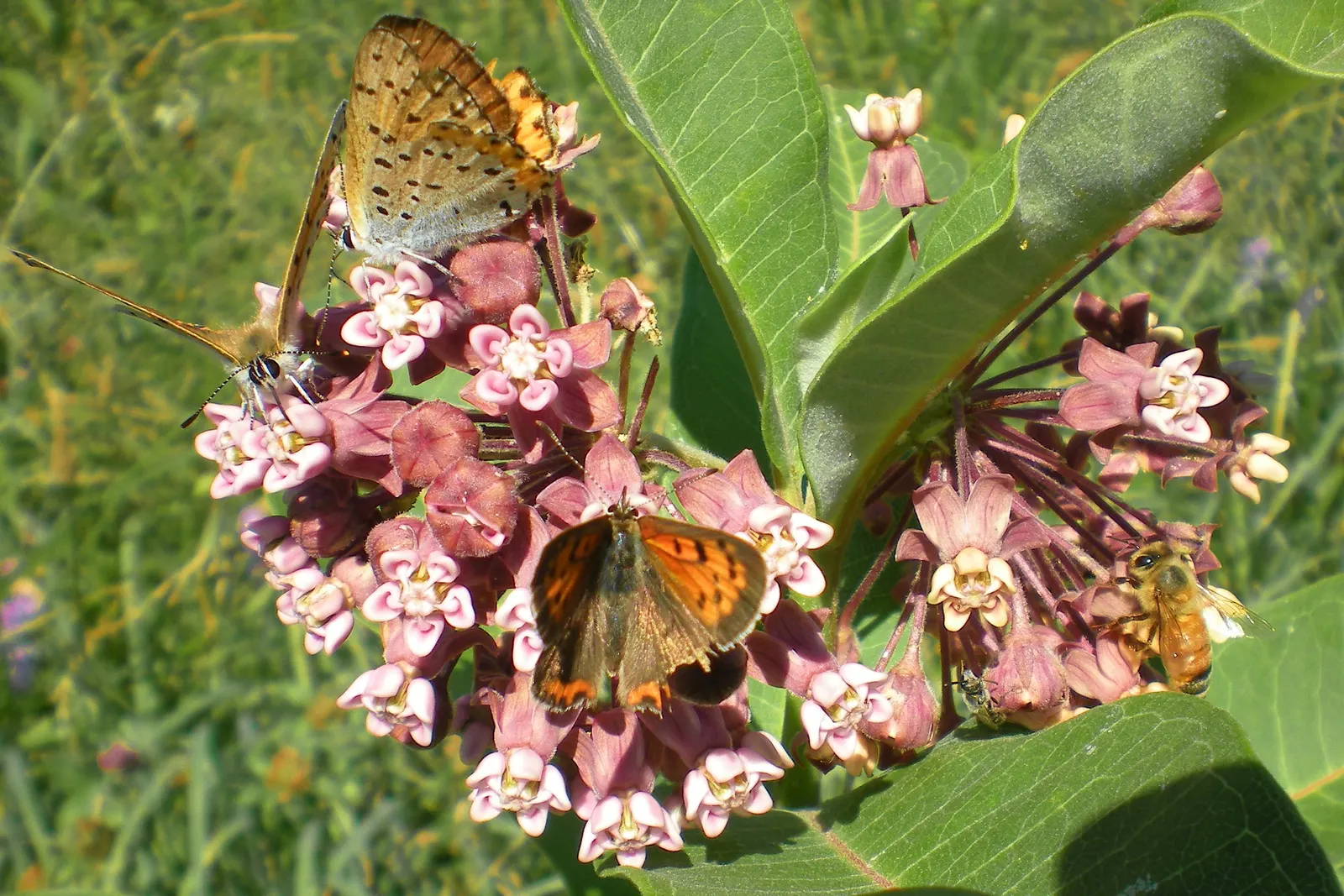 Common Milkweed (Asclepias Syriaca) — This plant typically grows to heights ranging from 2 to 6 feet and spreads approximately 2 to 3 feet wide, image 71