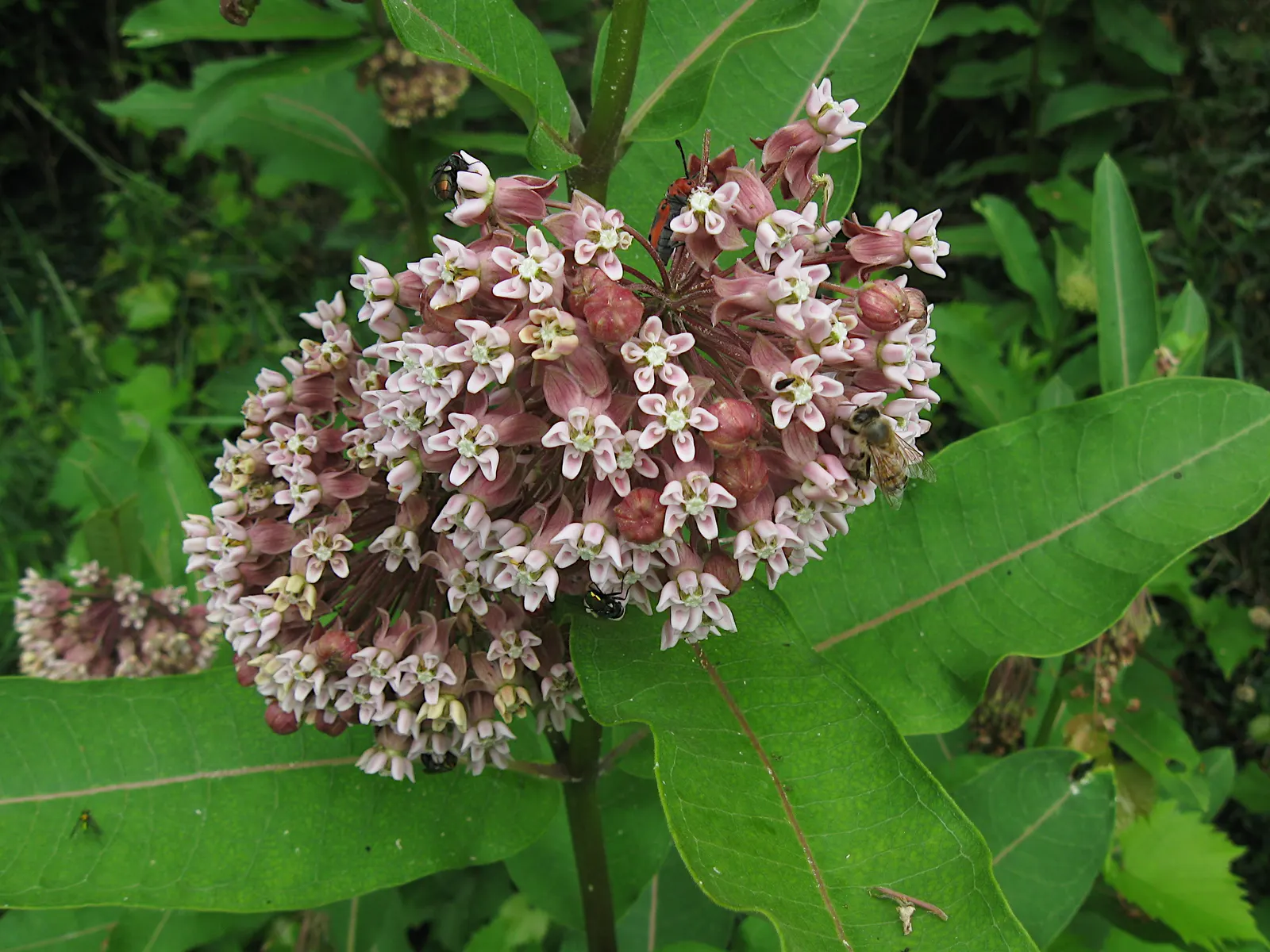 Common Milkweed (Asclepias Syriaca) — and it can tolerate poor soil conditions