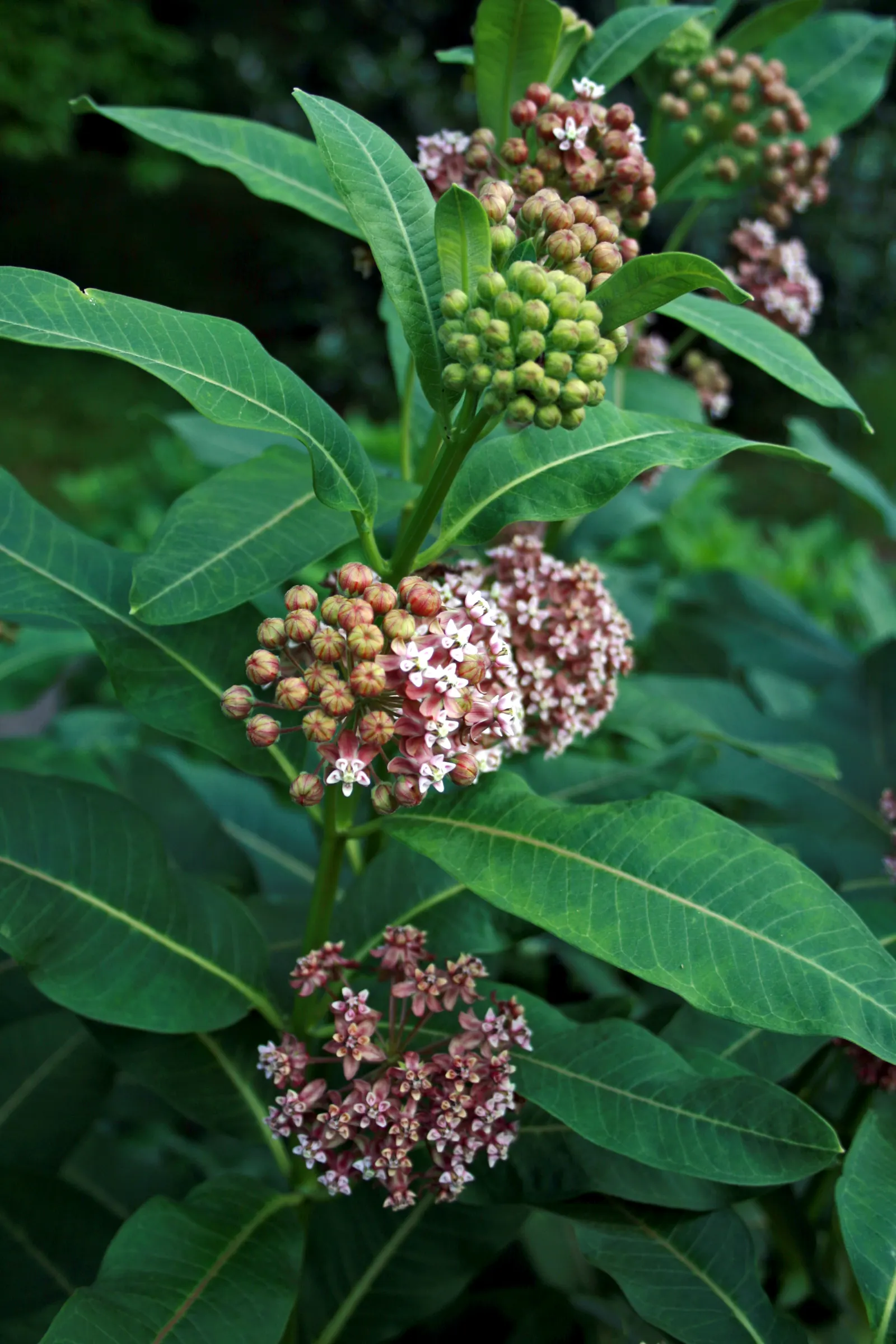 Common Milkweed (Asclepias Syriaca) — succulent for full; making it a valuable plant for those looking to create a sustainable and vibrant landscape