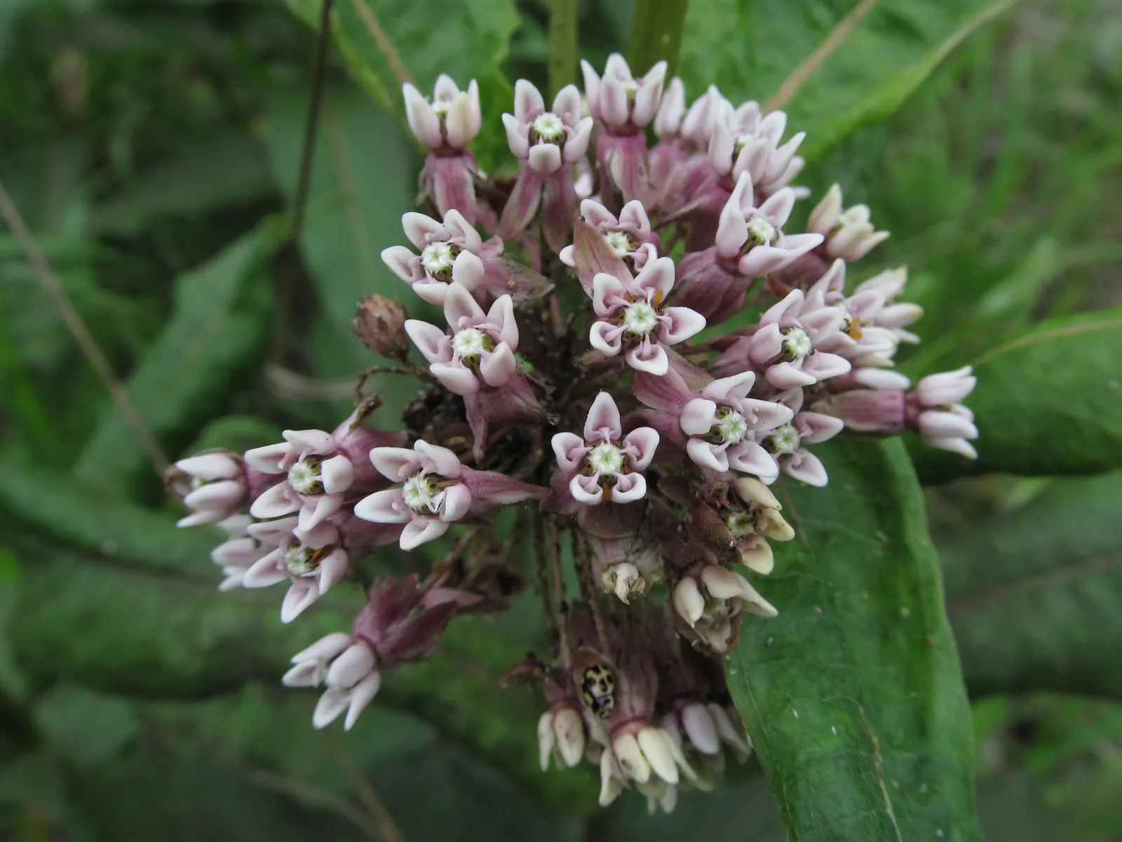 Common Milkweed (Asclepias Syriaca) — This plant typically grows to heights ranging from 2 to 6 feet and spreads approximately 2 to 3 feet wide; multi-colored