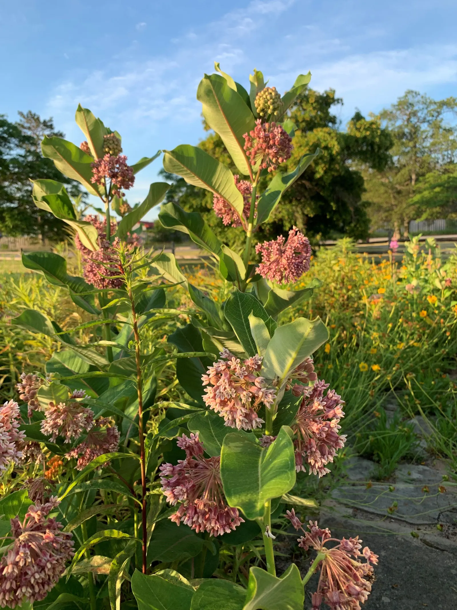 Common Milkweed (Asclepias Syriaca) — Spreads vigorously by rhizomes, milkweed is ideal for wildflower gardens and naturalized areas; is a robust, image 99