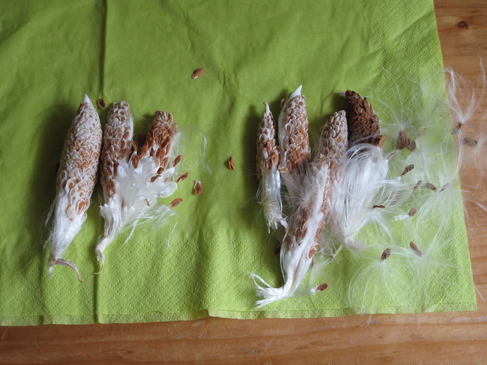 Common Milkweed (Asclepias Syriaca) — making it a valuable plant for those looking to create a sustainable and vibrant landscape; scientifically, image 121