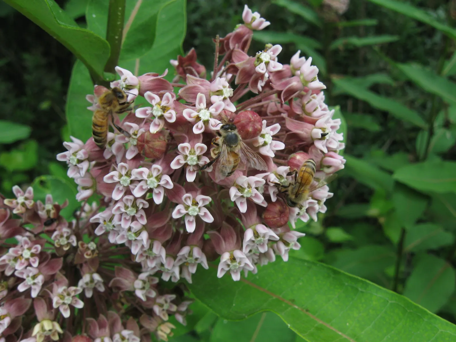 Common Milkweed (Asclepias Syriaca) — the plant produces distinctive spindle-shaped seed pods