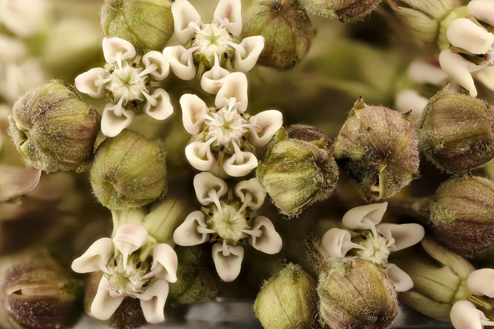 Common Milkweed (Asclepias Syriaca) — is a robust perennial native to the eastern United States and well-adapted to a myriad of landscapes; and it, image 70