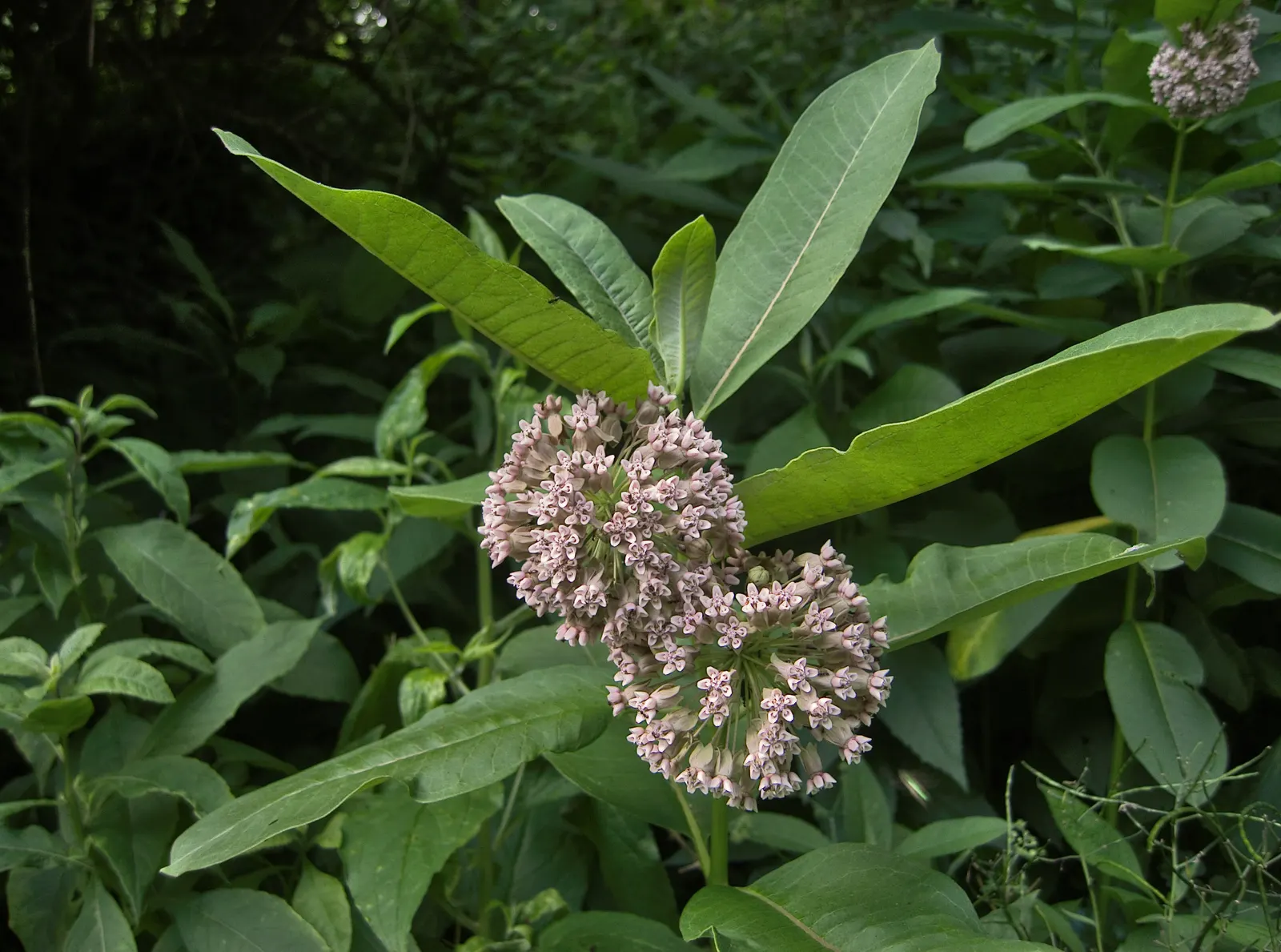 Common Milkweed (Asclepias Syriaca) — From June to August, the plant exhibits fragrant, spherical clusters of pale pink to mauve flowers; they reveal seeds