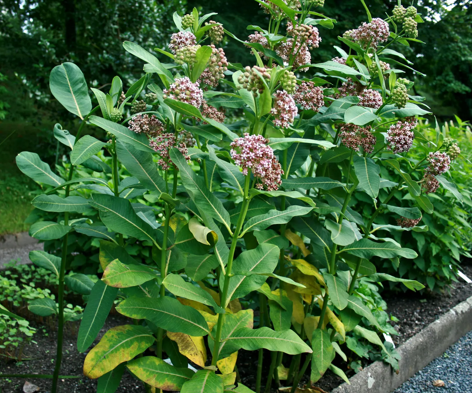 Common Milkweed (Asclepias Syriaca) — they reveal seeds attached to silky strands; spreads vigorously by rhizomes, milkweed is ideal for wildflower, image 112
