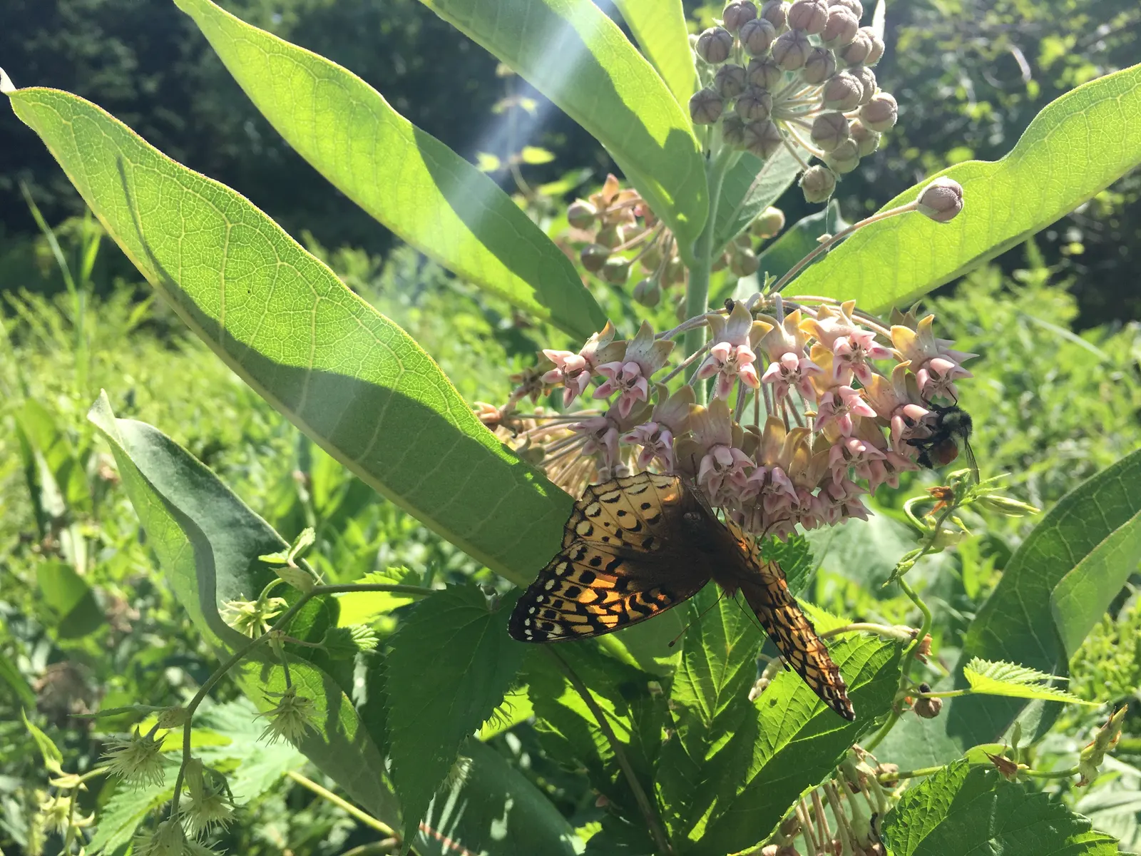 Common Milkweed (Asclepias Syriaca) — oblong leaves and fragrant
